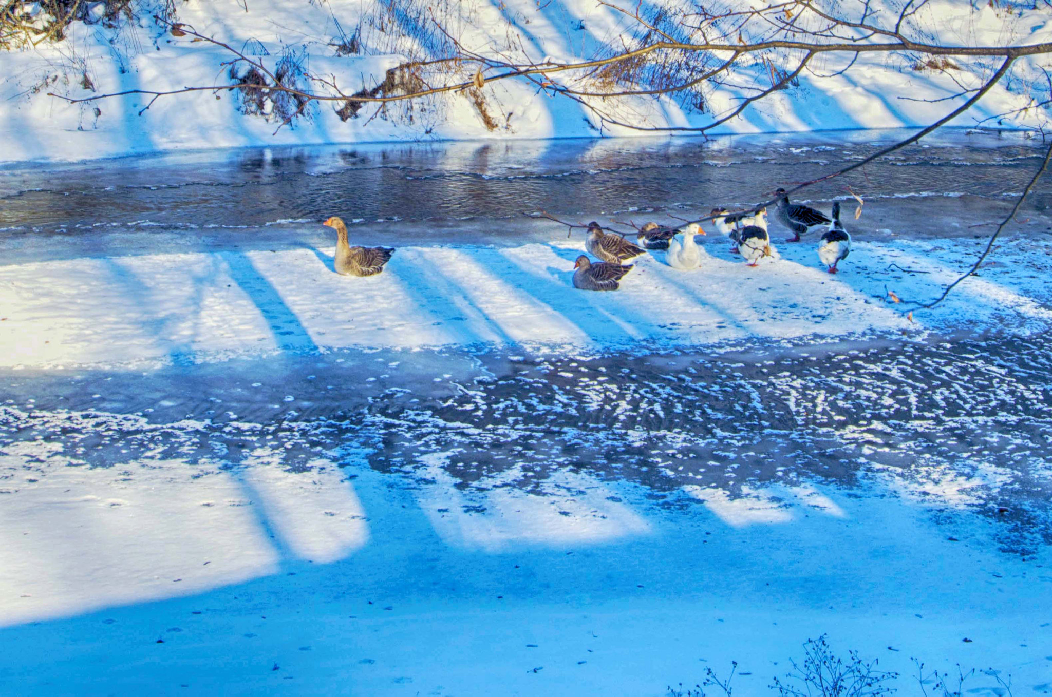 Nikon D3200 sample photo. Гуси photography