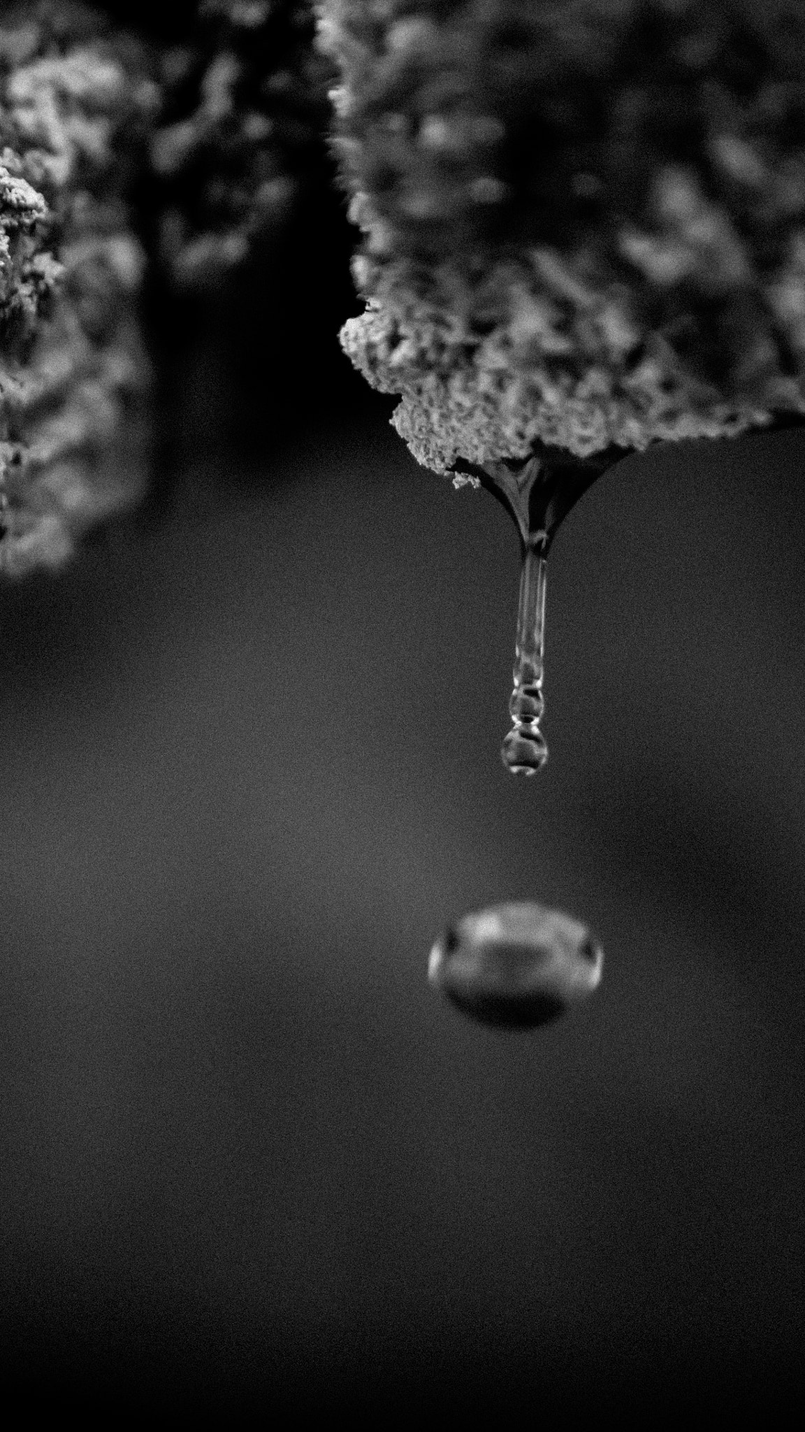 Nikon AF-S DX Micro Nikkor 40mm F2.8 sample photo. Kapka b+w photography