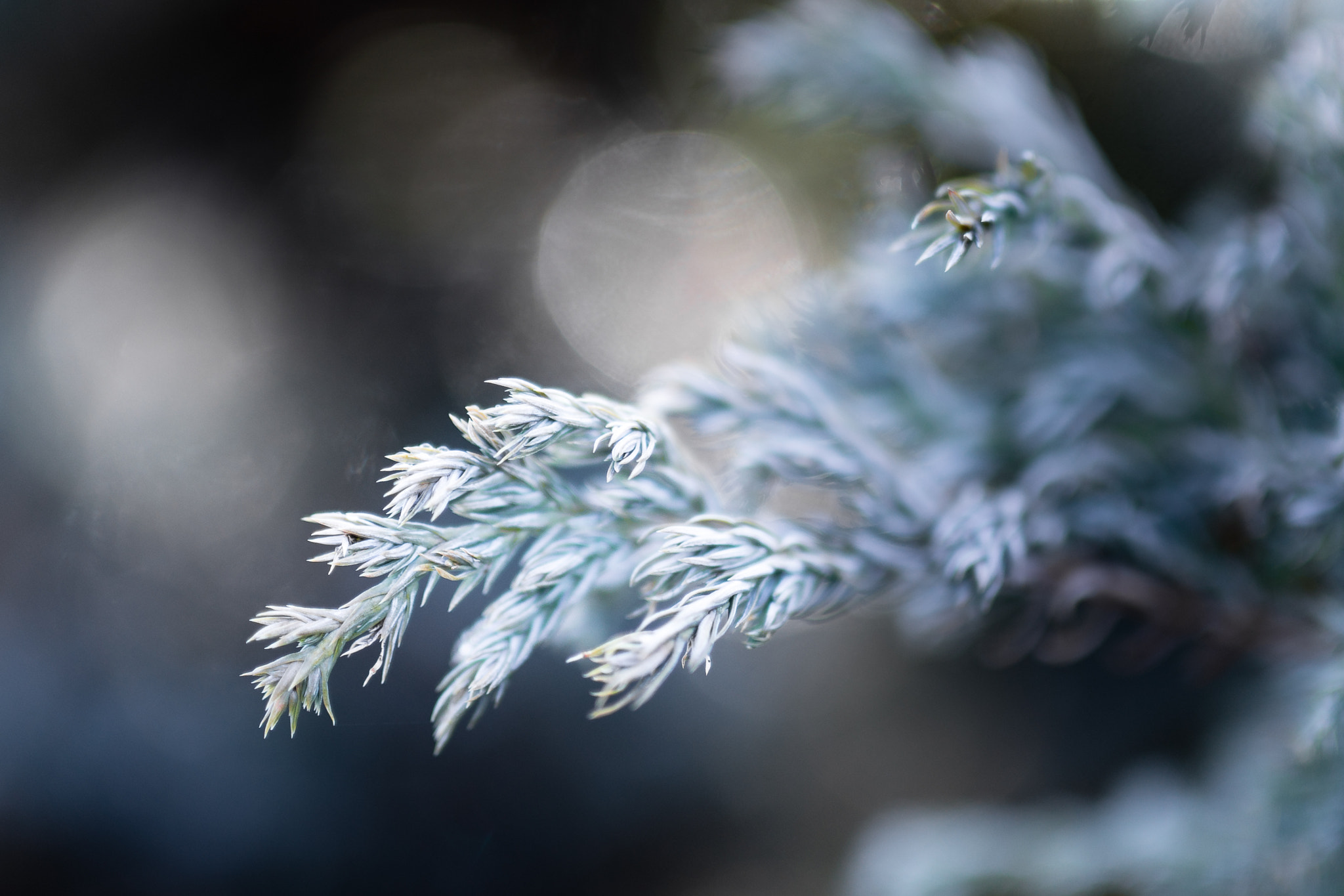 Sony a99 II sample photo. Winter frost photography