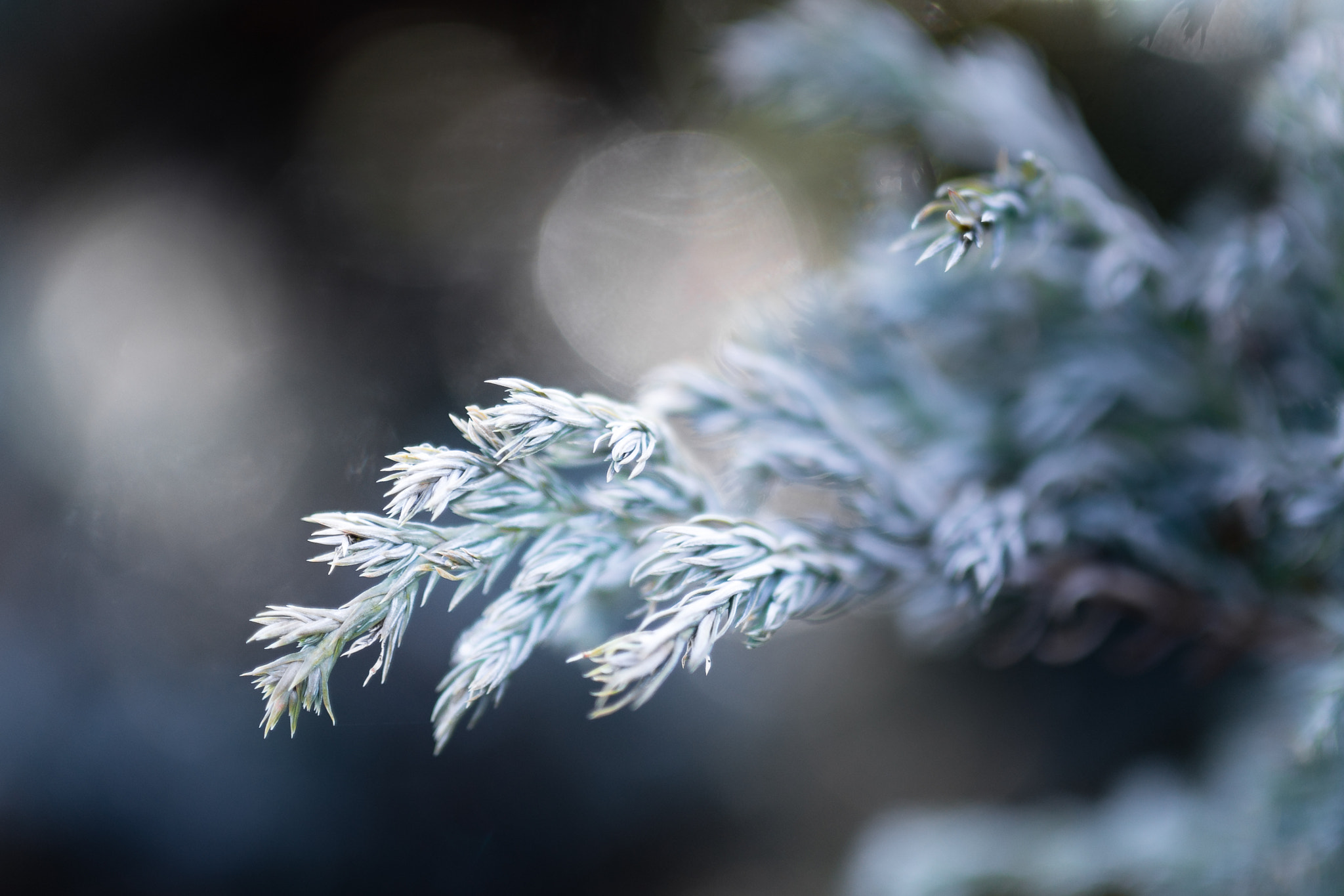 Sony a99 II + Sigma 35mm F1.4 DG HSM Art sample photo. Winter frost photography