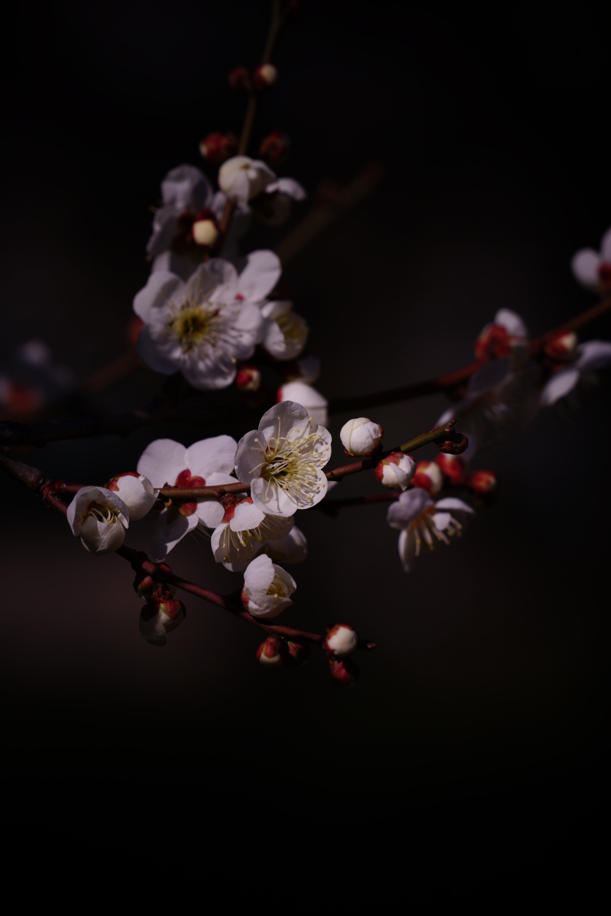 Sony FE 70-300mm F4.5-5.6 G OSS sample photo. Plum photography
