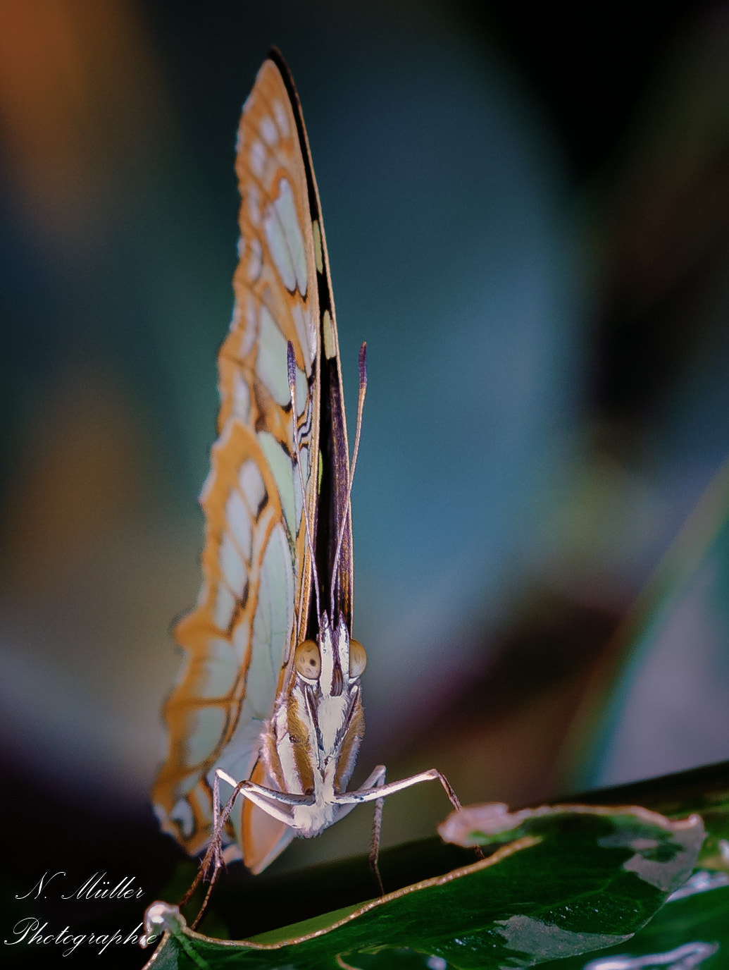 Nikon D5100 + AF Nikkor 50mm f/1.8 sample photo. Schmetterling guckst du photography