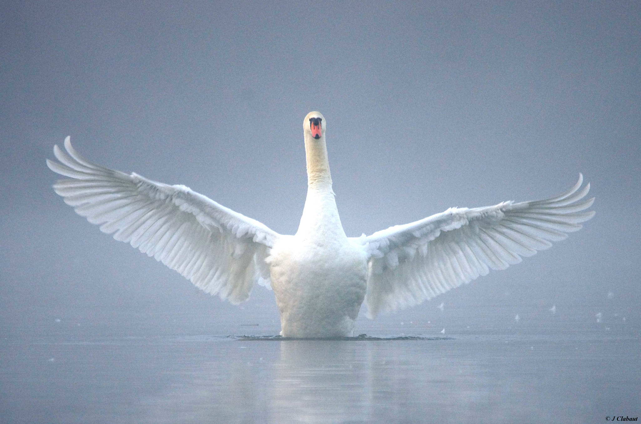 Sigma 150-500mm F5-6.3 DG OS HSM sample photo. Cygne tuberculé photography