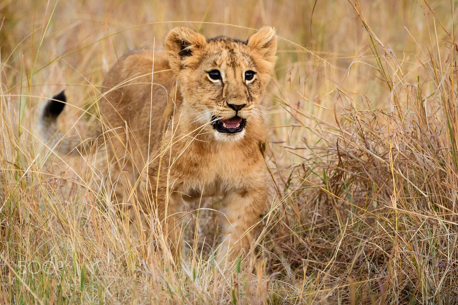 Nikon D500 sample photo. Adventure in sight photography