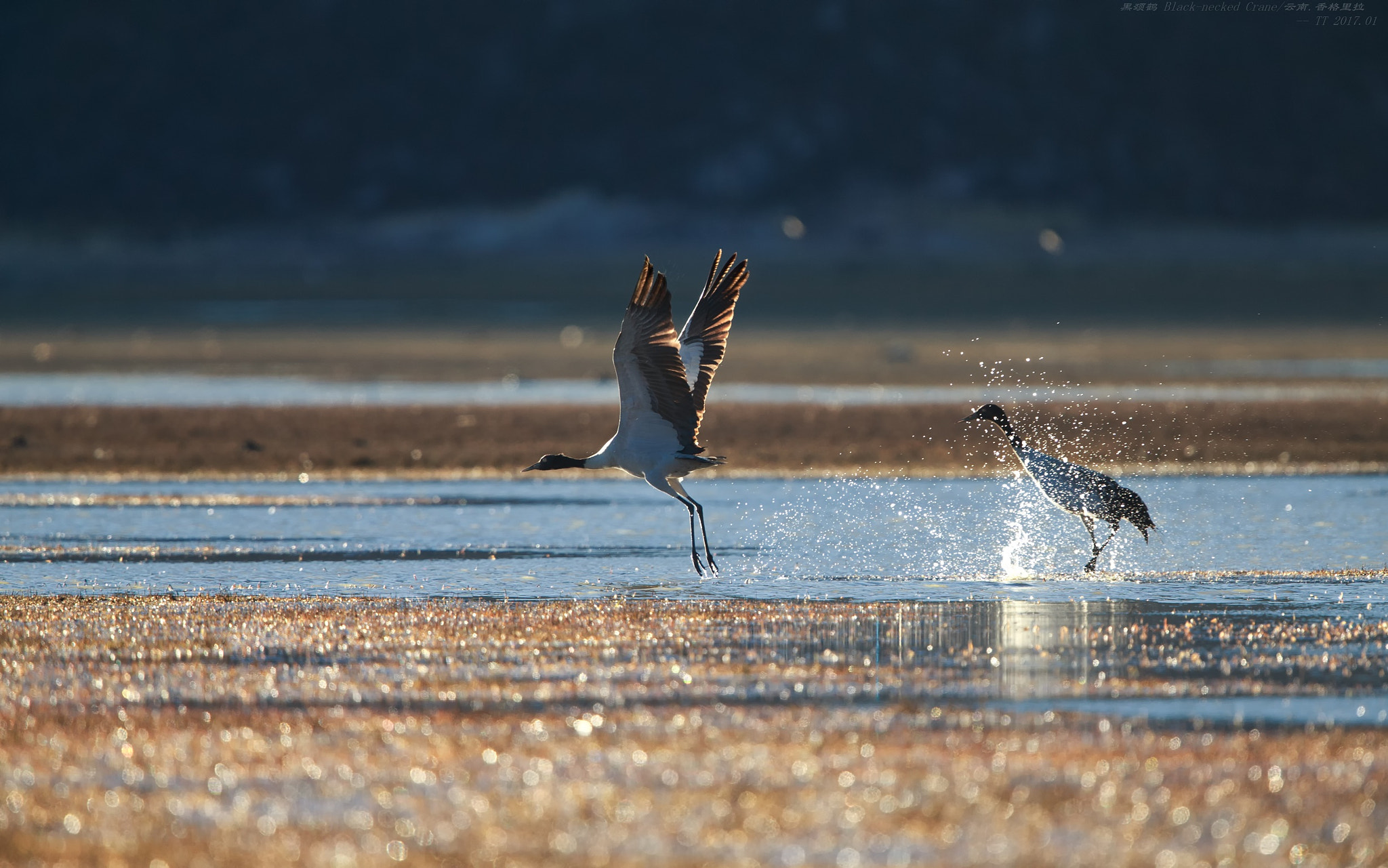 Canon EOS-1D X + Canon EF 600mm F4L IS II USM sample photo. Shangri-la，grus nigricollis。 photography