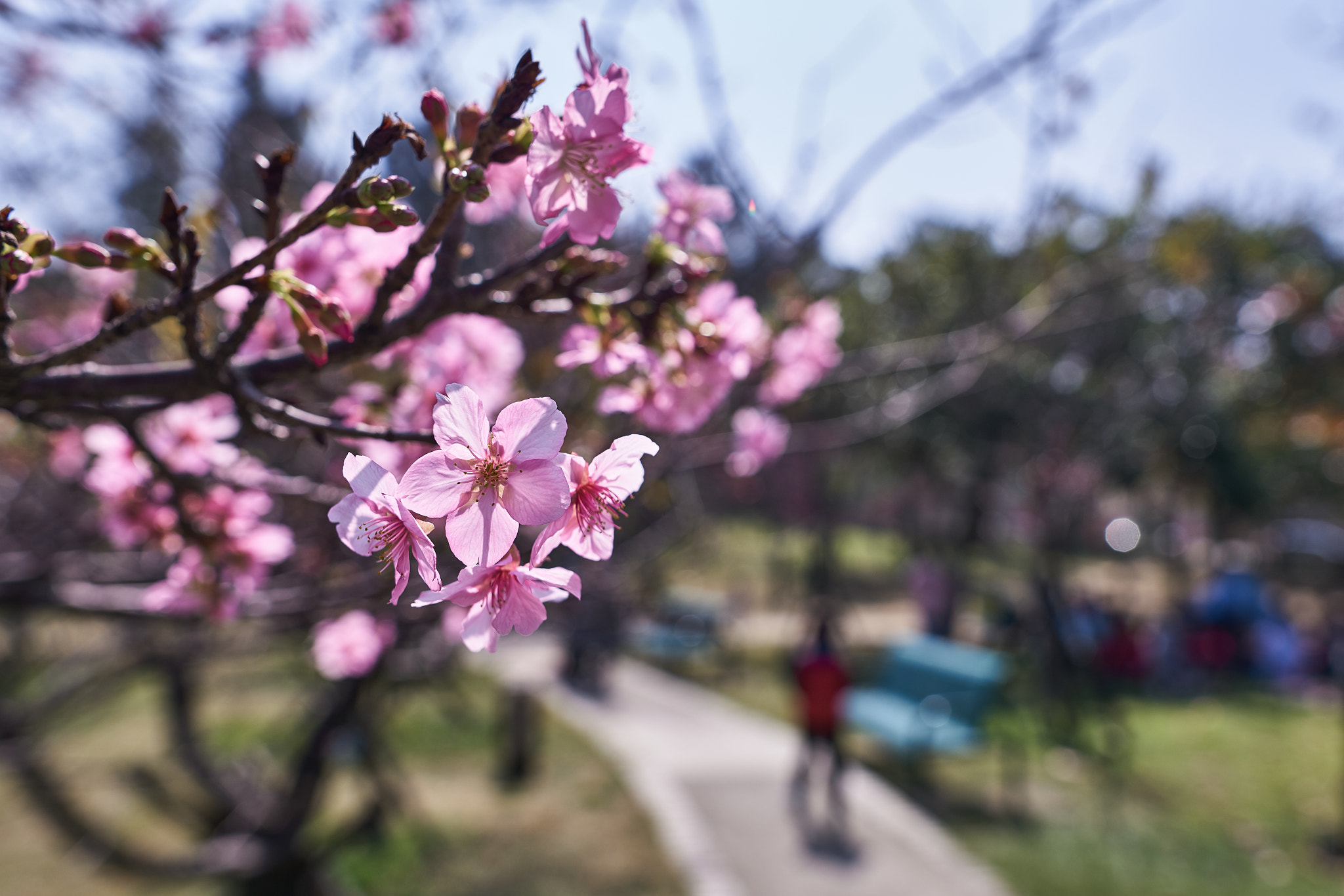 Sigma 24mm F1.4 DG HSM Art sample photo. 32946069256.jpg photography