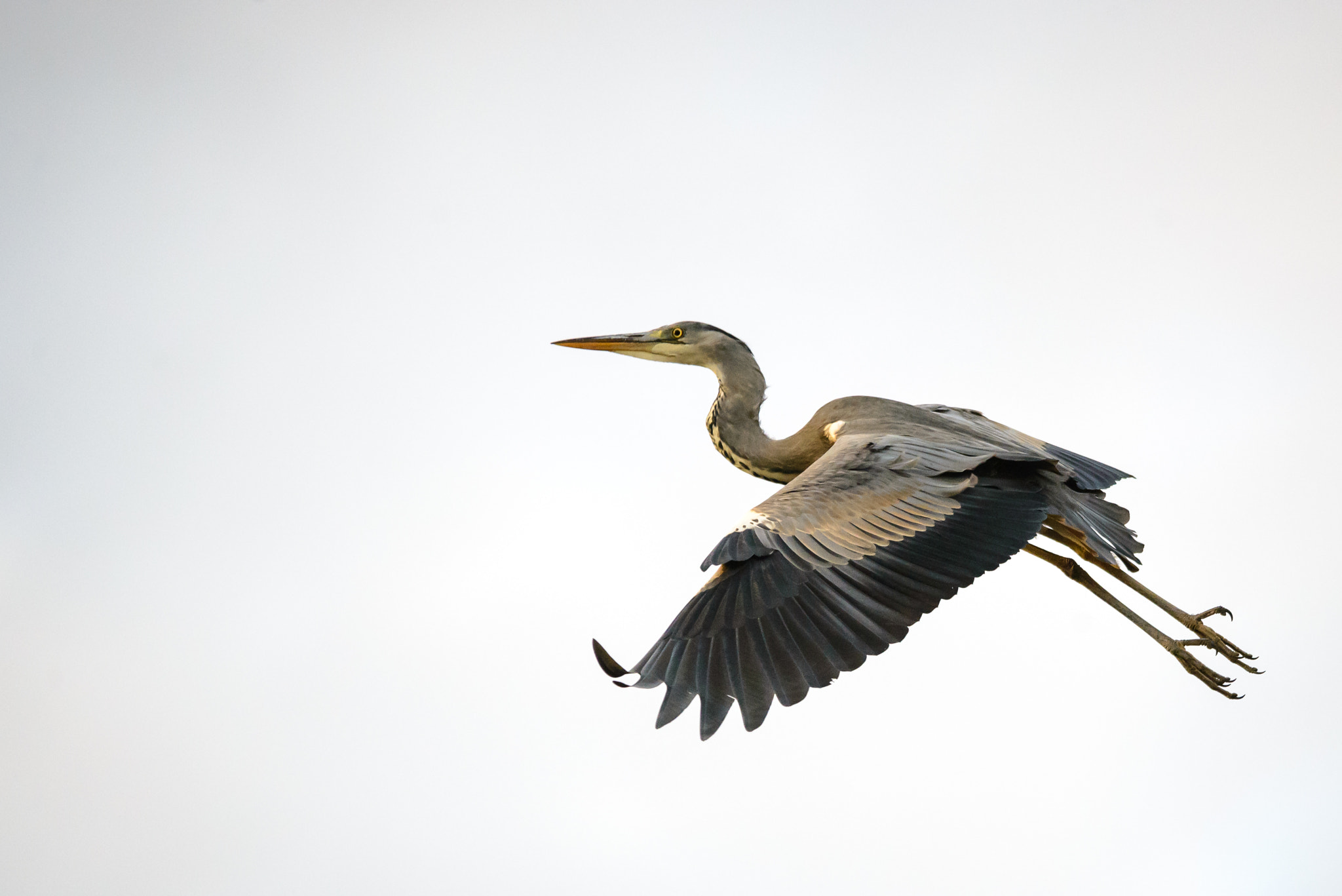 Sigma 150-500mm F5-6.3 DG OS HSM sample photo. Flight photography