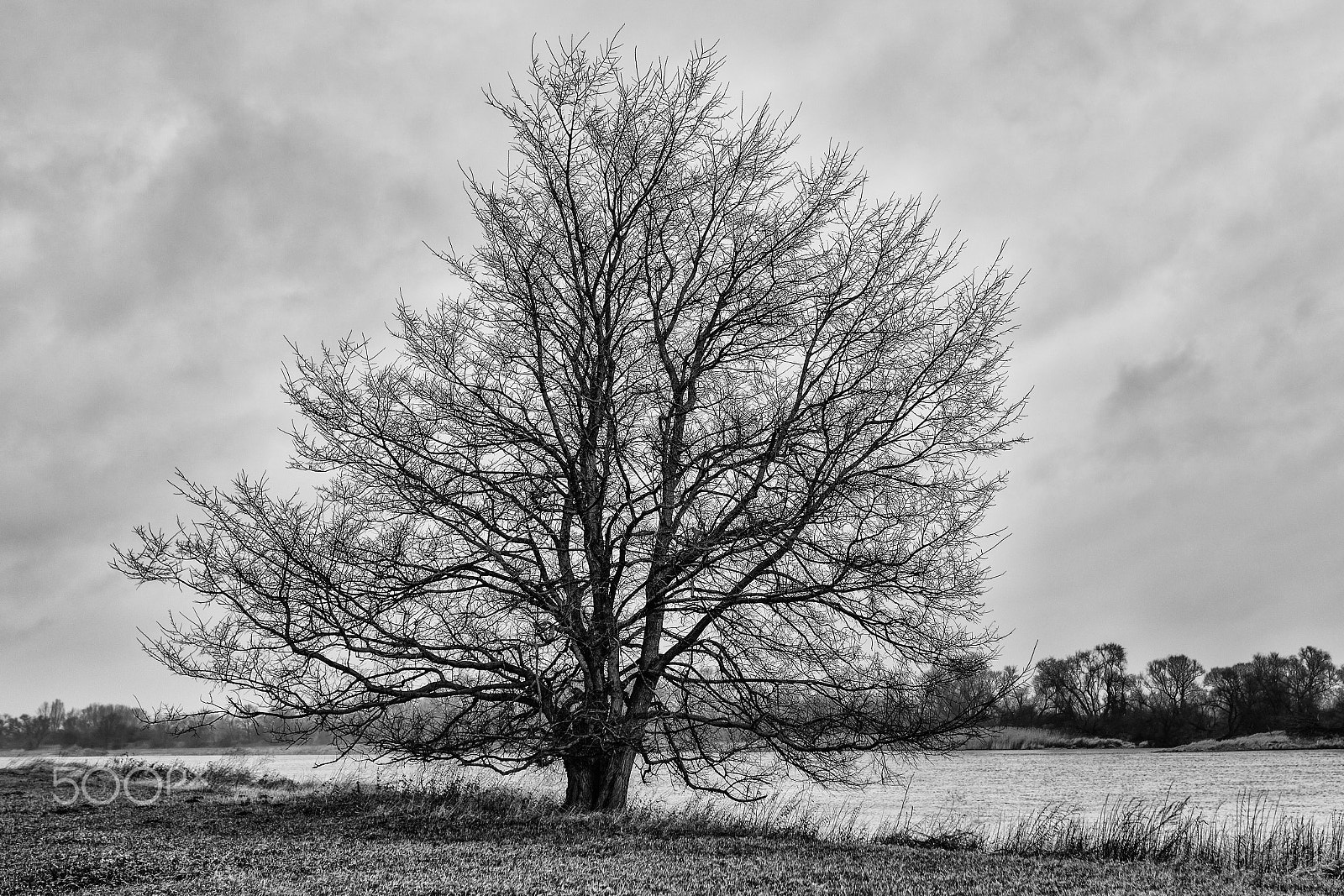 Canon EOS 5D Mark IV sample photo. Lonely tree photography
