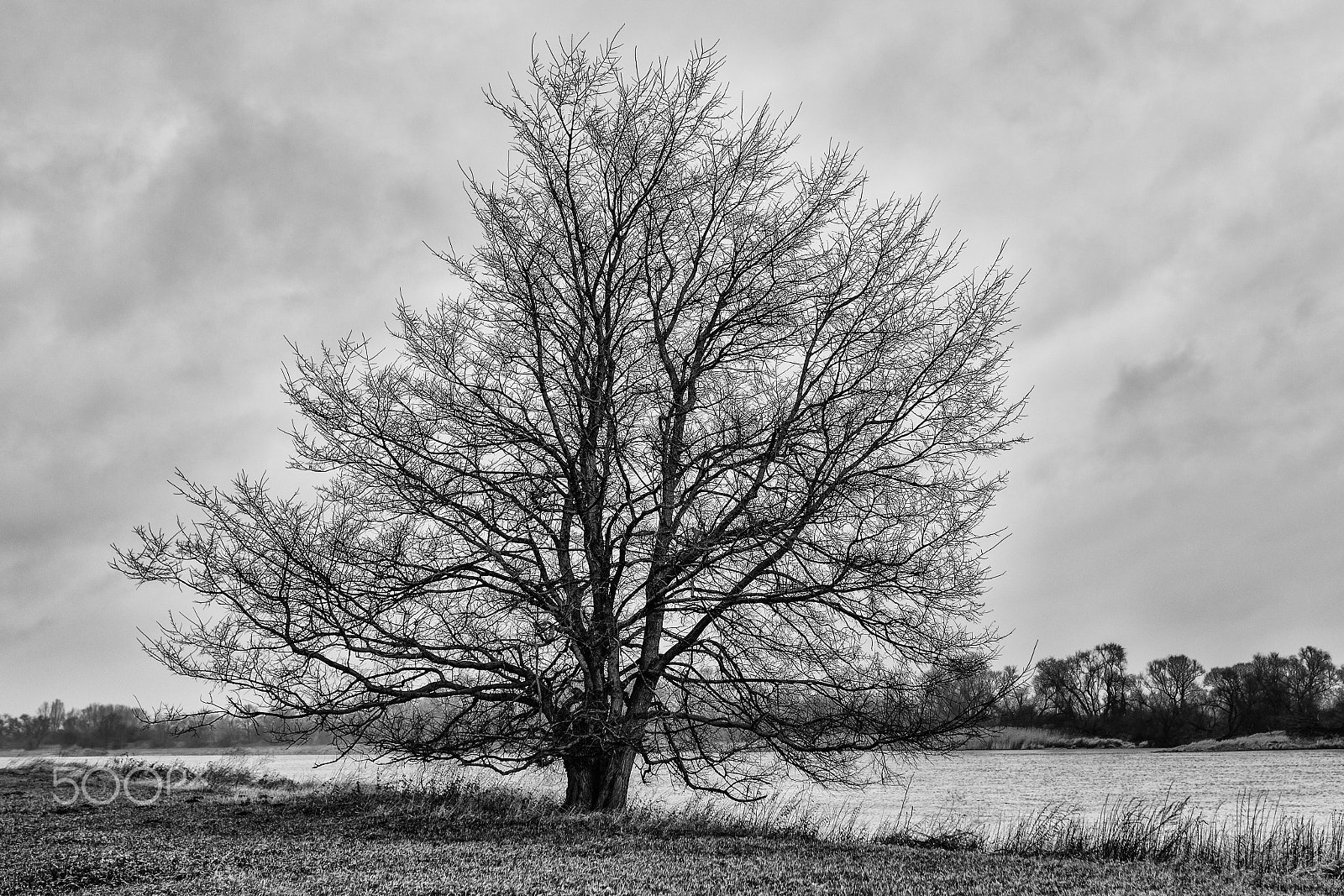 Sigma 35mm F1.4 DG HSM Art sample photo. Lonely tree photography