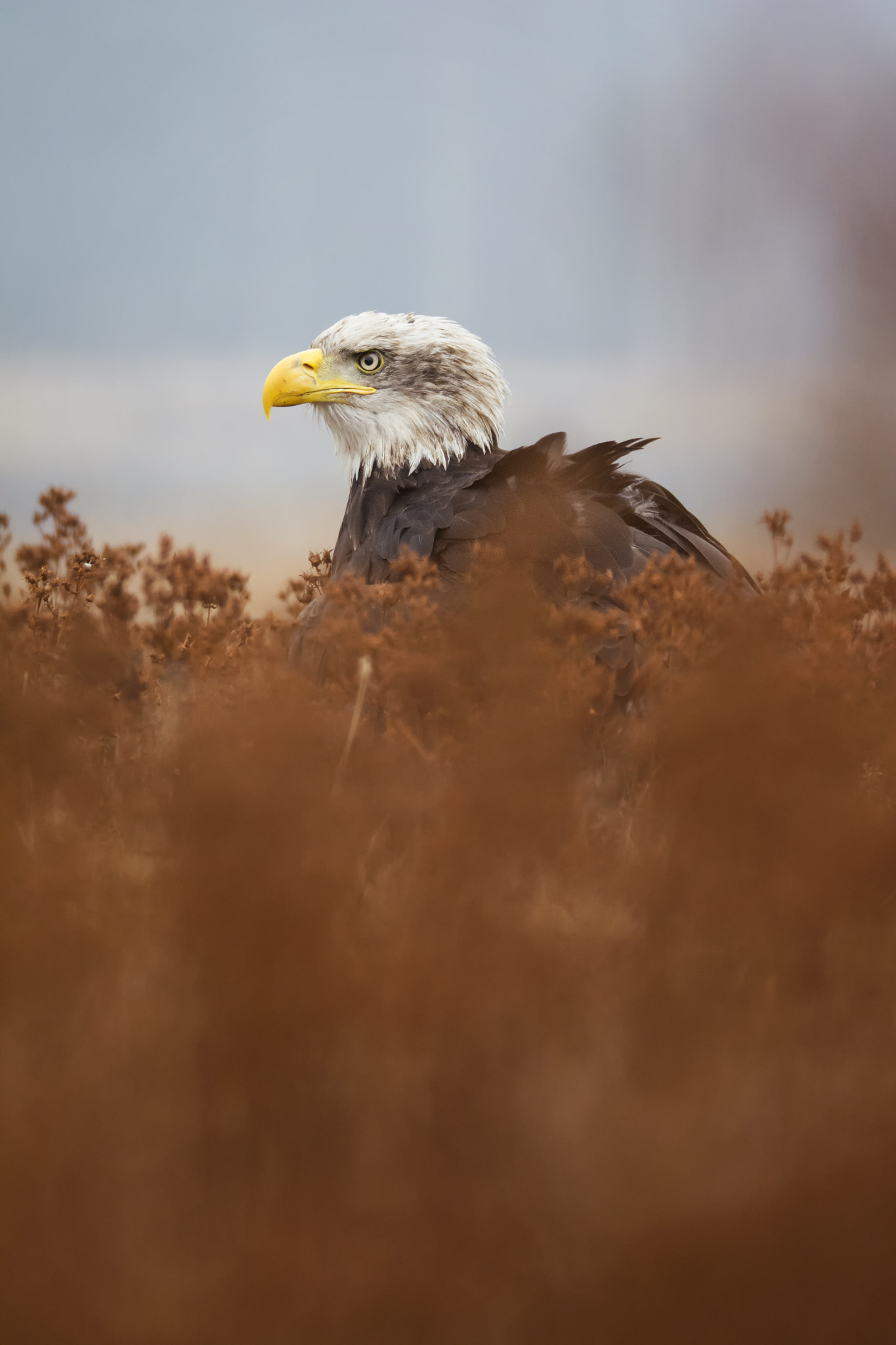 Nikon D7100 sample photo. Bald eagle photography