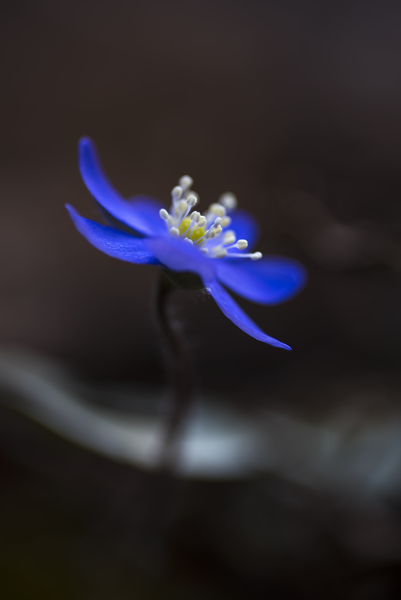 Nikon D750 + Sigma 105mm F2.8 EX DG Macro sample photo. Wild anemone photography