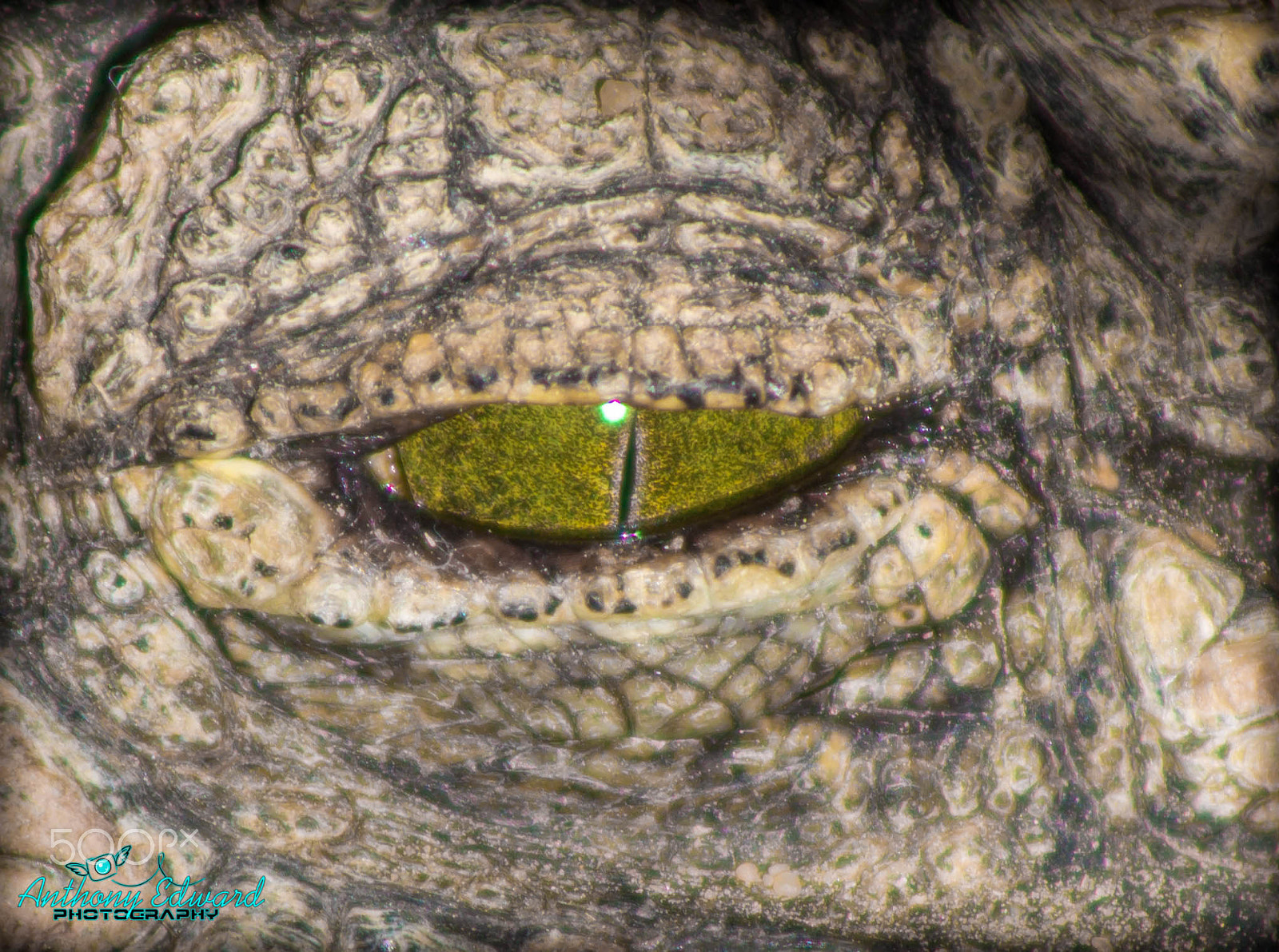 Canon EOS 700D (EOS Rebel T5i / EOS Kiss X7i) + EF75-300mm f/4-5.6 sample photo. Crocodile eye photography