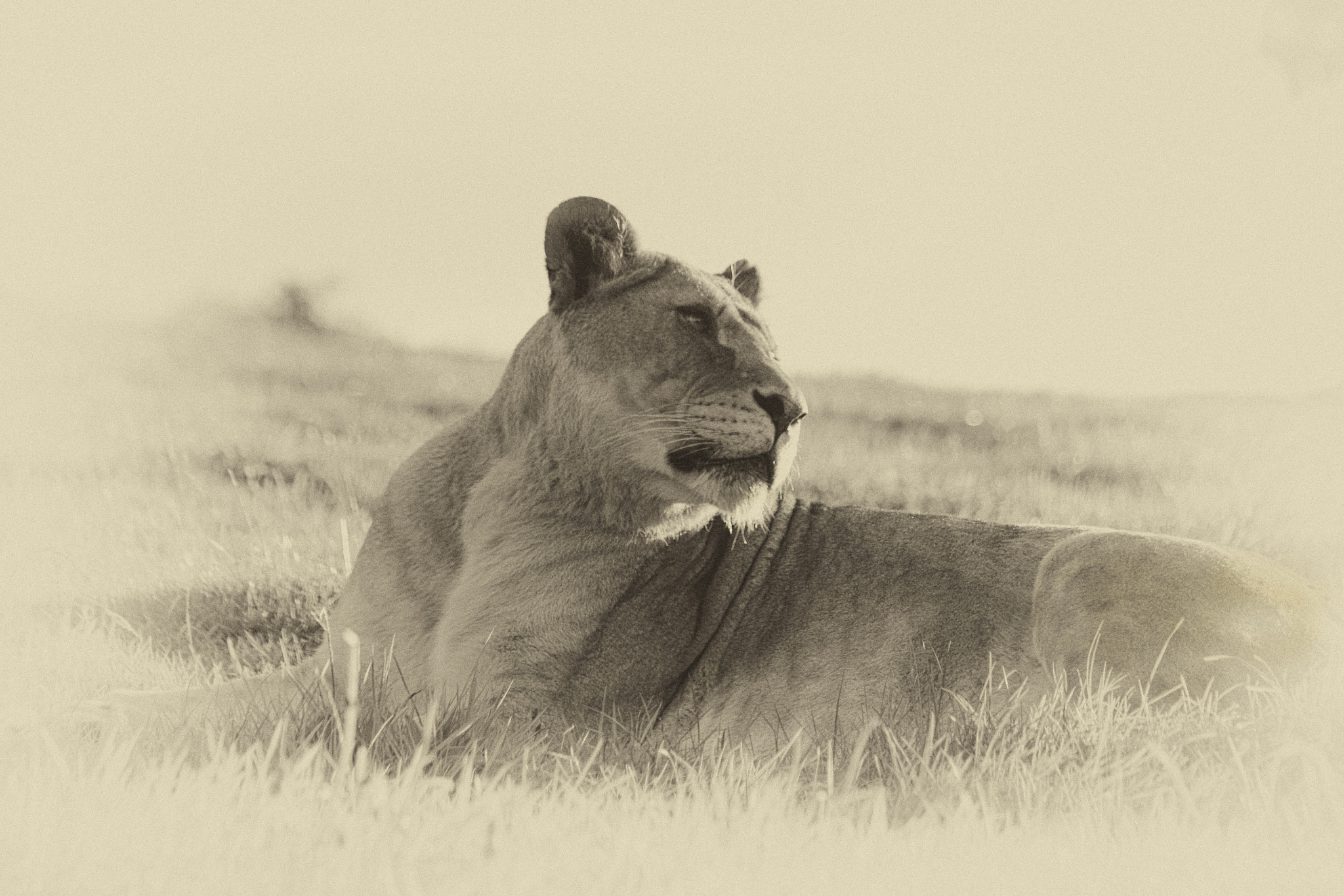 Canon EOS 60D + EF75-300mm f/4-5.6 sample photo. Regal photography