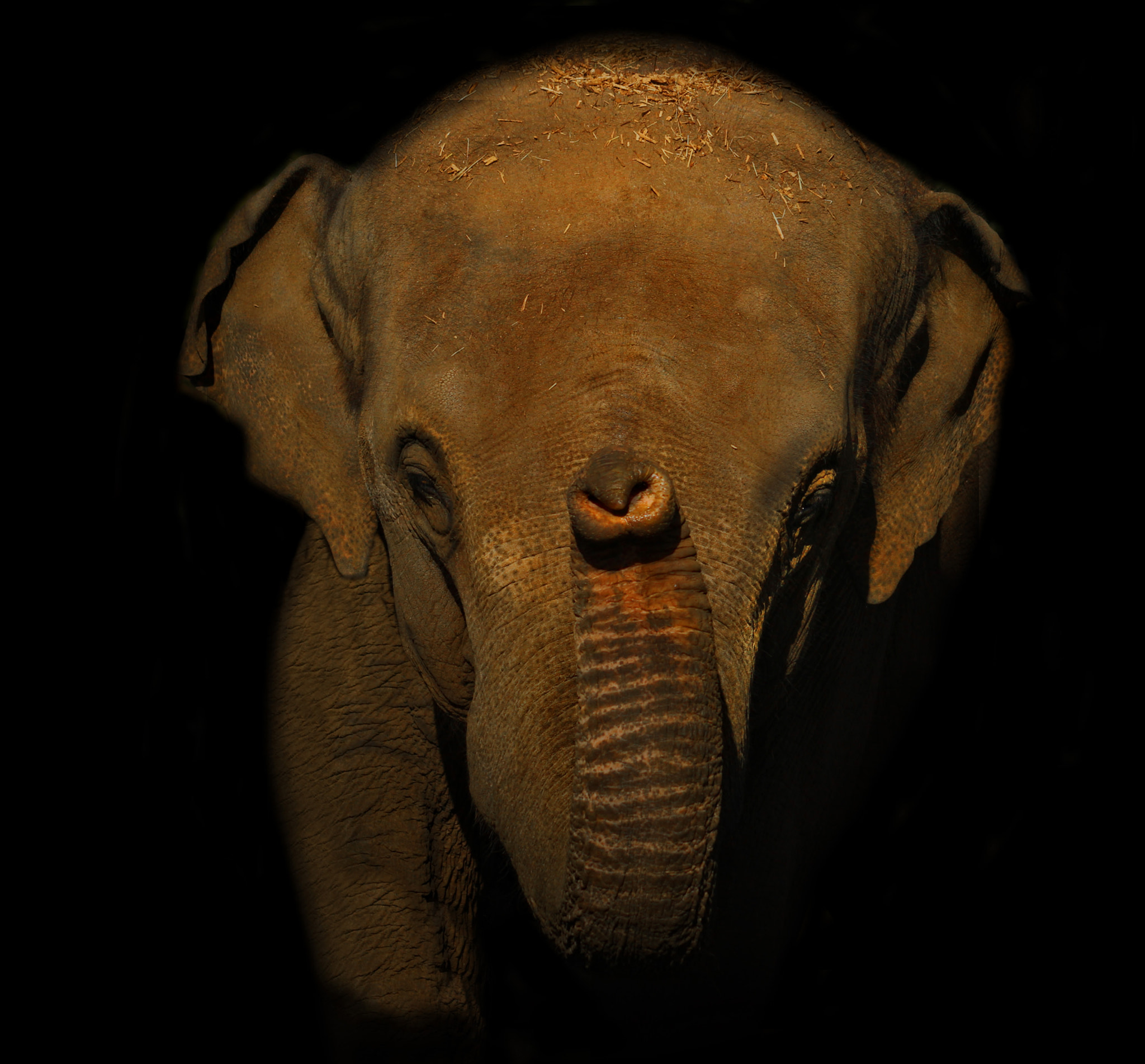 Canon EOS 60D + EF75-300mm f/4-5.6 sample photo. 30166789874.jpg photography