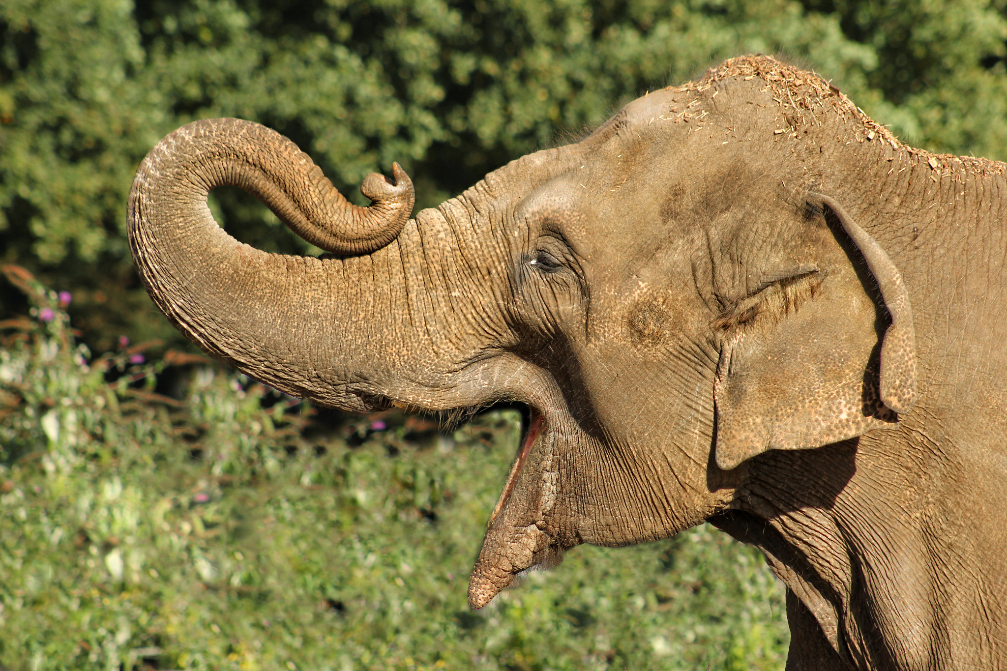 Canon EOS 60D + EF75-300mm f/4-5.6 sample photo. 30643856685.jpg photography