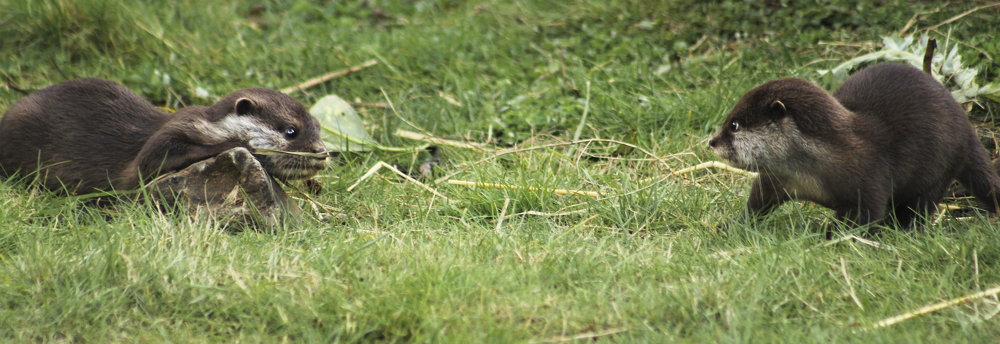 Canon EOS 60D + EF75-300mm f/4-5.6 sample photo. 30514526295.jpg photography