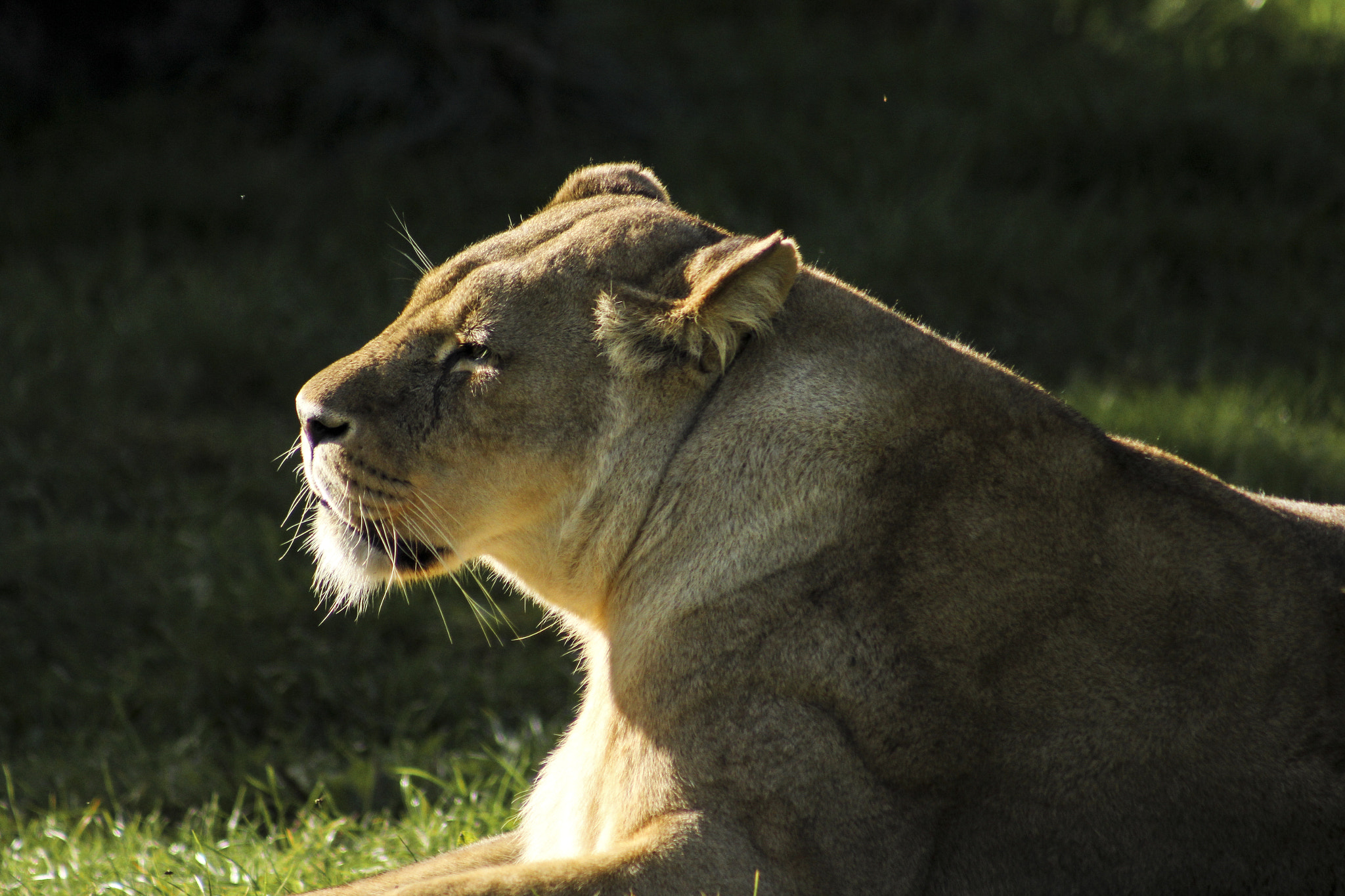 Canon EOS 60D + EF75-300mm f/4-5.6 sample photo. 30396057312.jpg photography