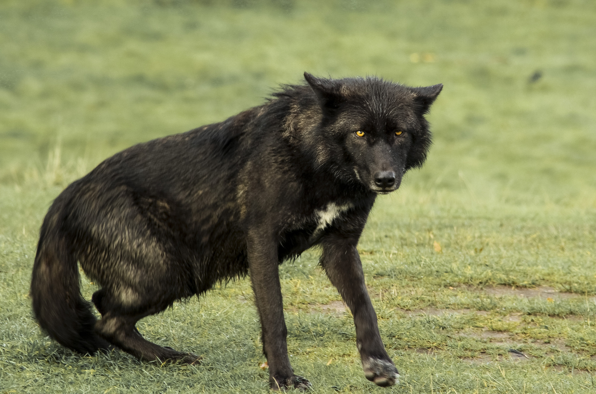 Canon EOS 60D + EF75-300mm f/4-5.6 sample photo. Spotted photography