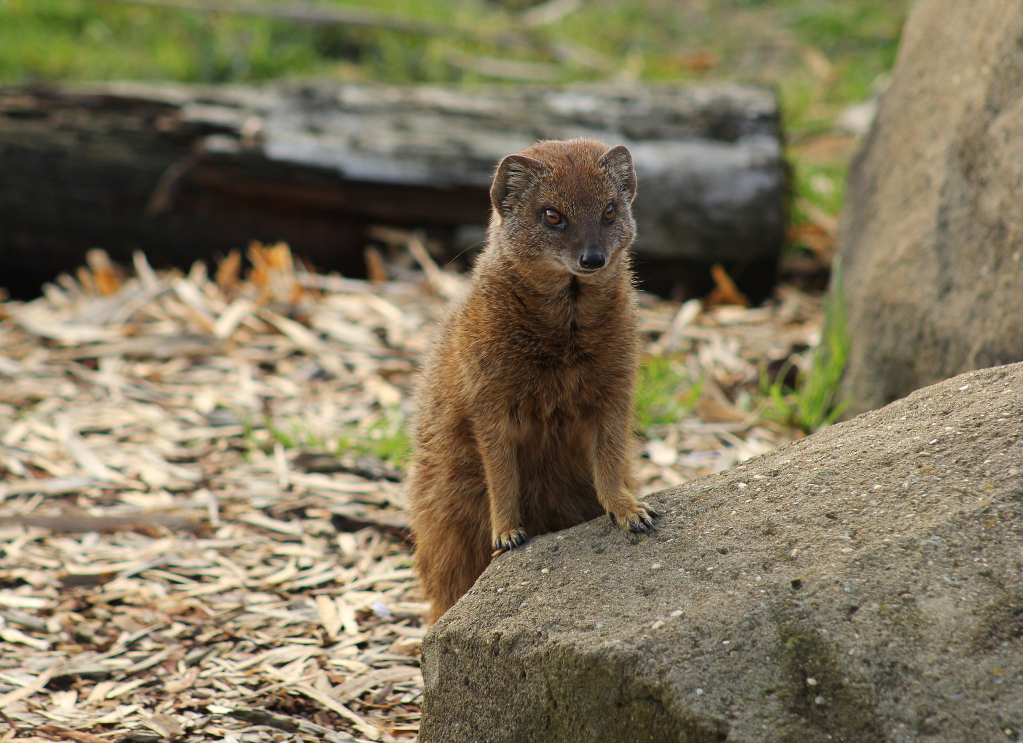 Canon EOS 60D + EF75-300mm f/4-5.6 sample photo. Yellow mongoose, woburn photography