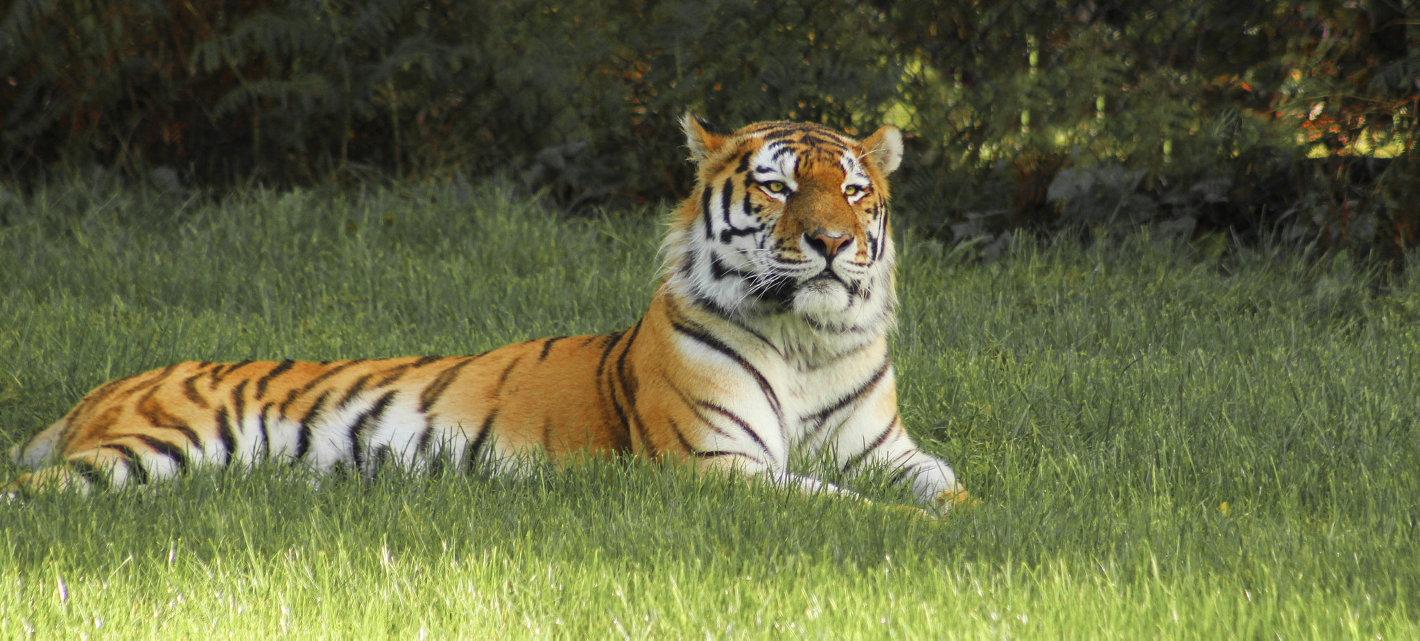 Canon EOS 60D + EF75-300mm f/4-5.6 sample photo. Elton, male amur tiger photography