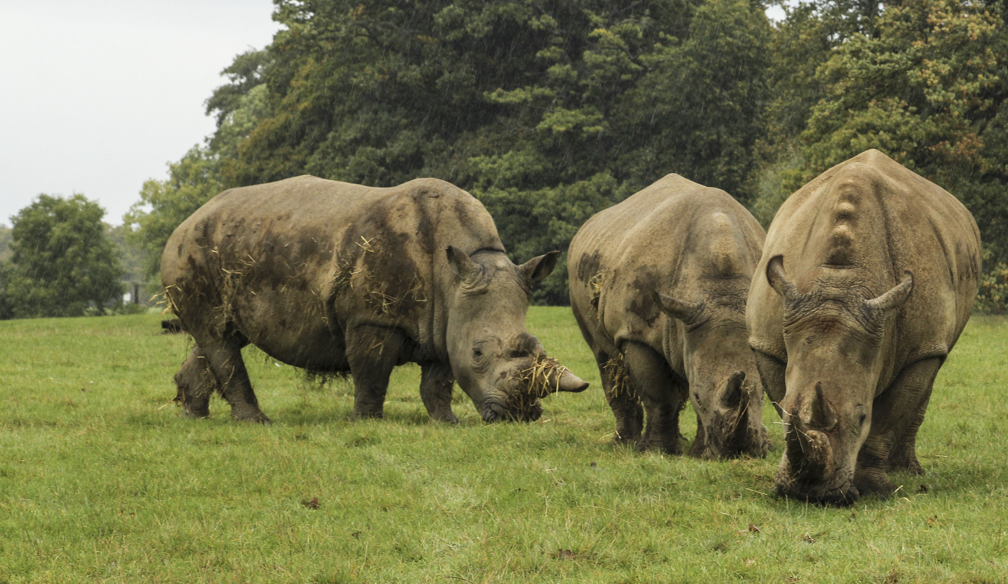 Canon EOS 60D + EF75-300mm f/4-5.6 sample photo. Southern white rhino, woburn photography