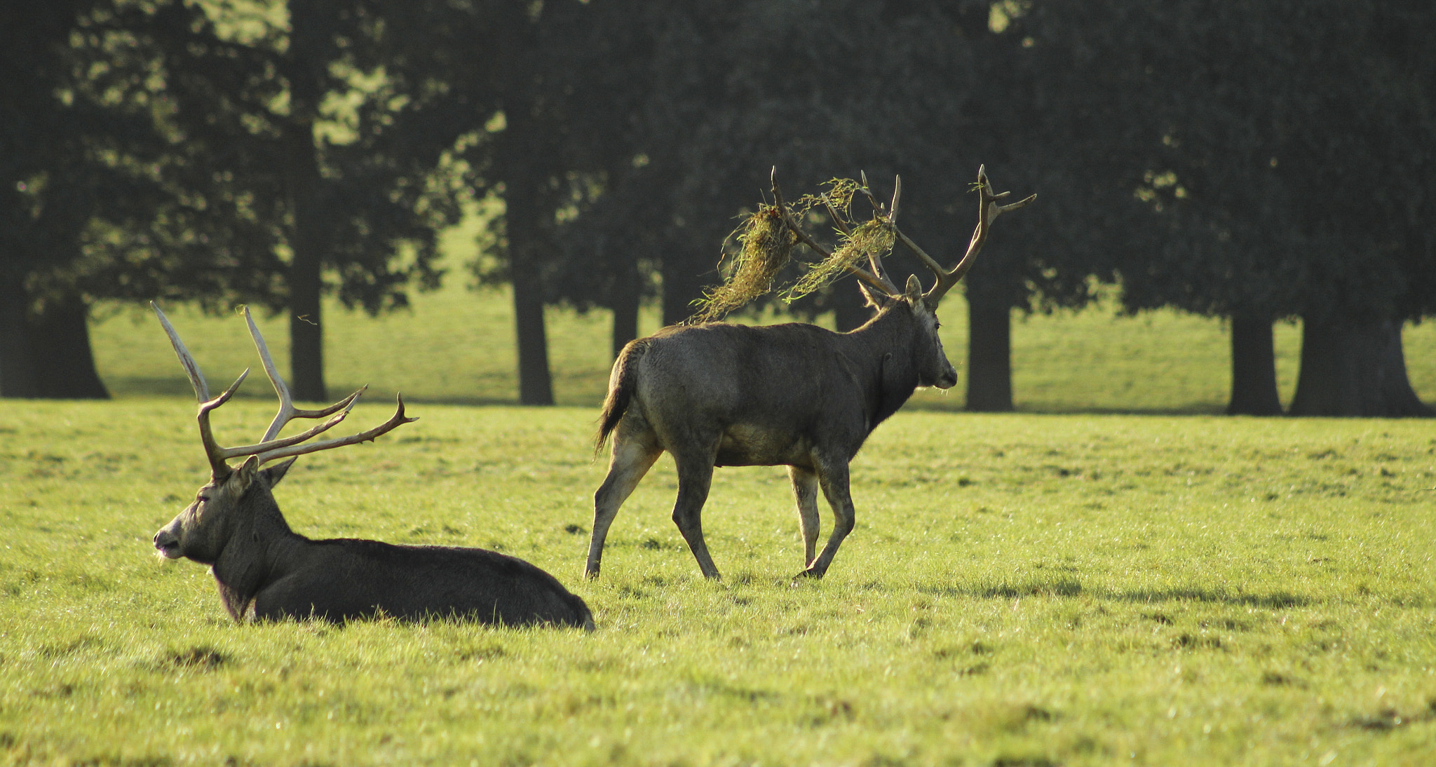 Canon EOS 60D + EF75-300mm f/4-5.6 sample photo. Red deer stags photography