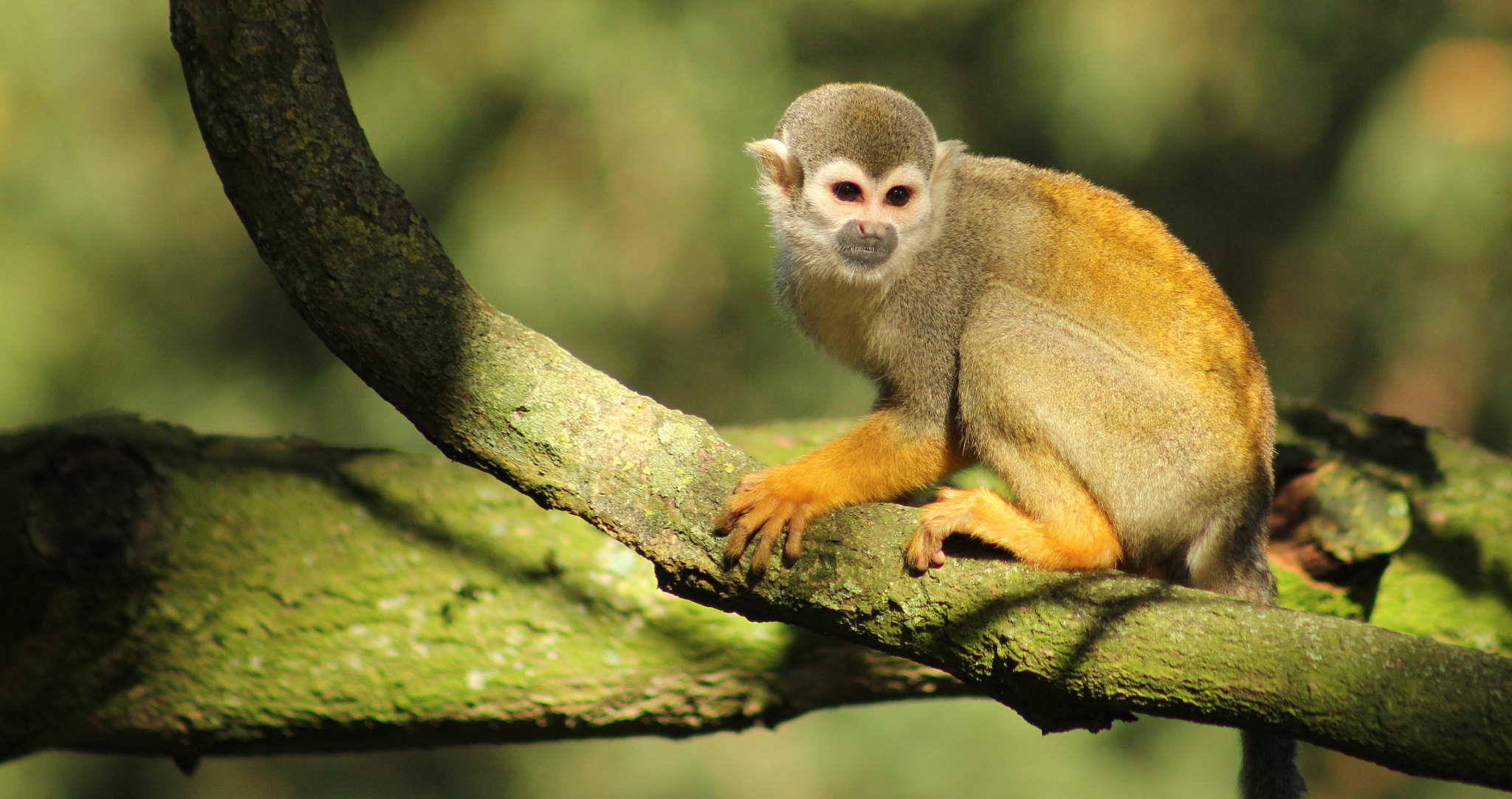 Canon EOS 60D + EF75-300mm f/4-5.6 sample photo. Sqirrel monkey photography