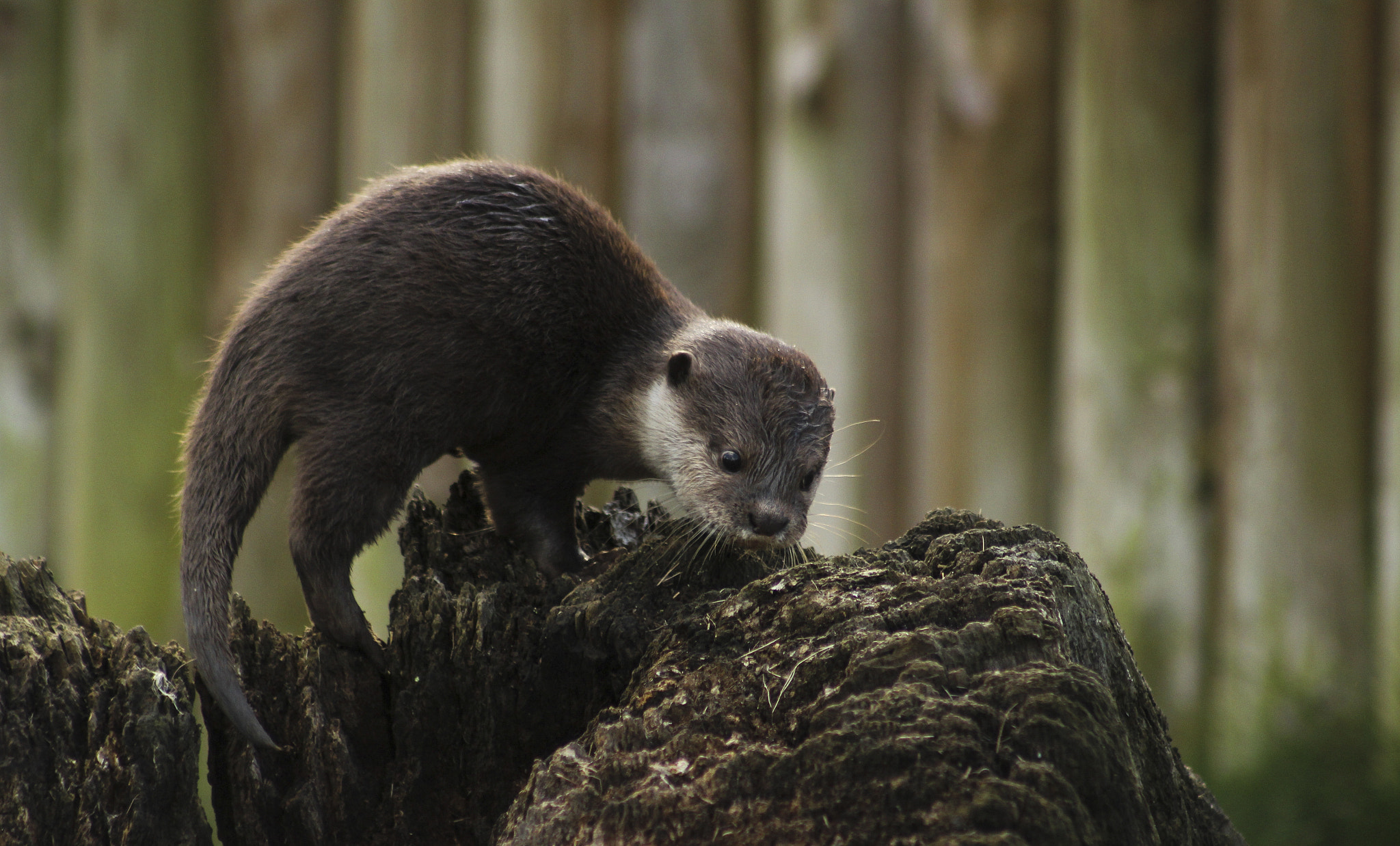 Canon EOS 60D + EF75-300mm f/4-5.6 sample photo. Asian short clawed otter, woburn photography