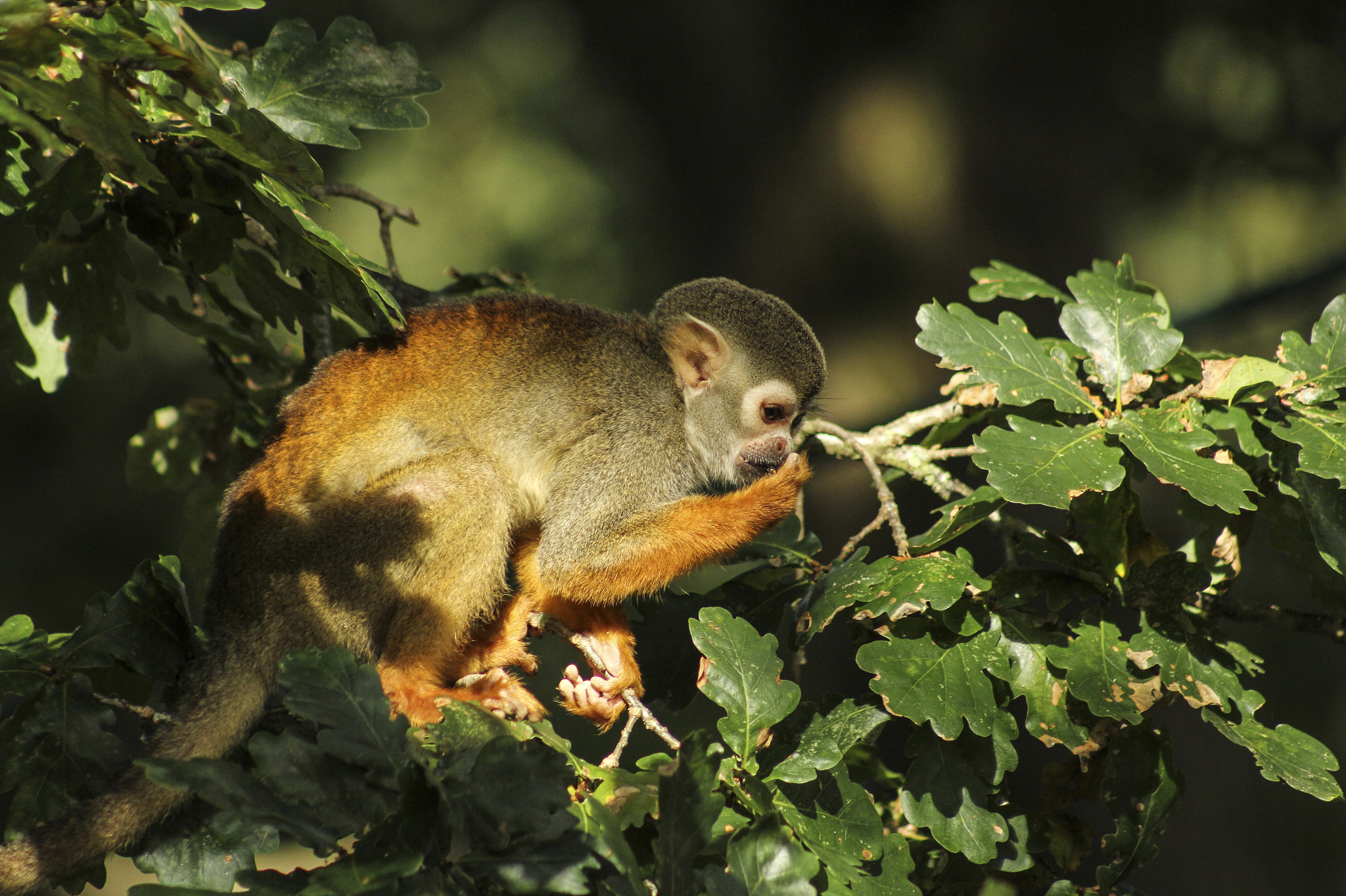 Canon EOS 60D sample photo. Squirrel monkey photography