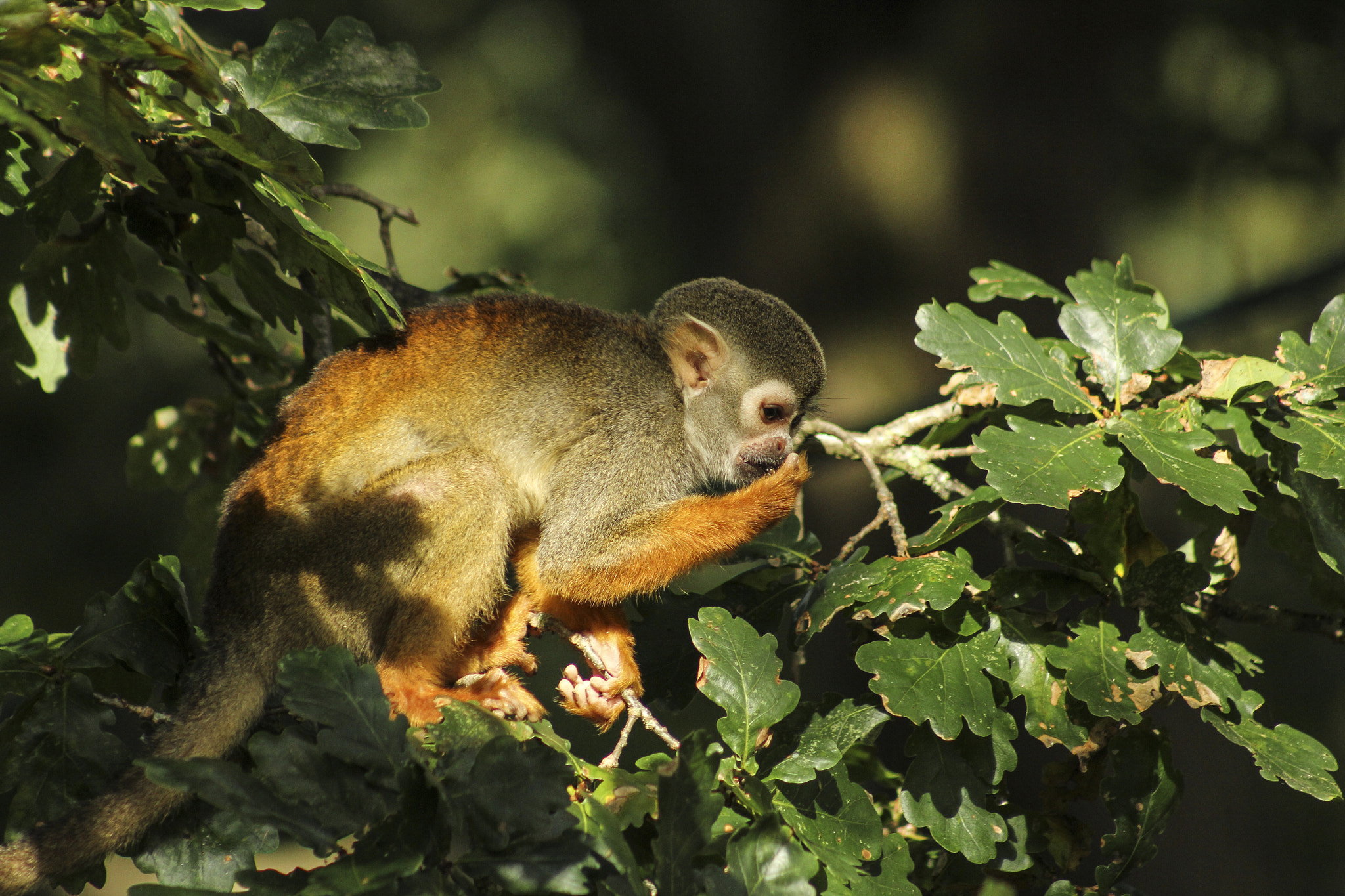 Canon EOS 60D + EF75-300mm f/4-5.6 sample photo. Squirrel monkey photography