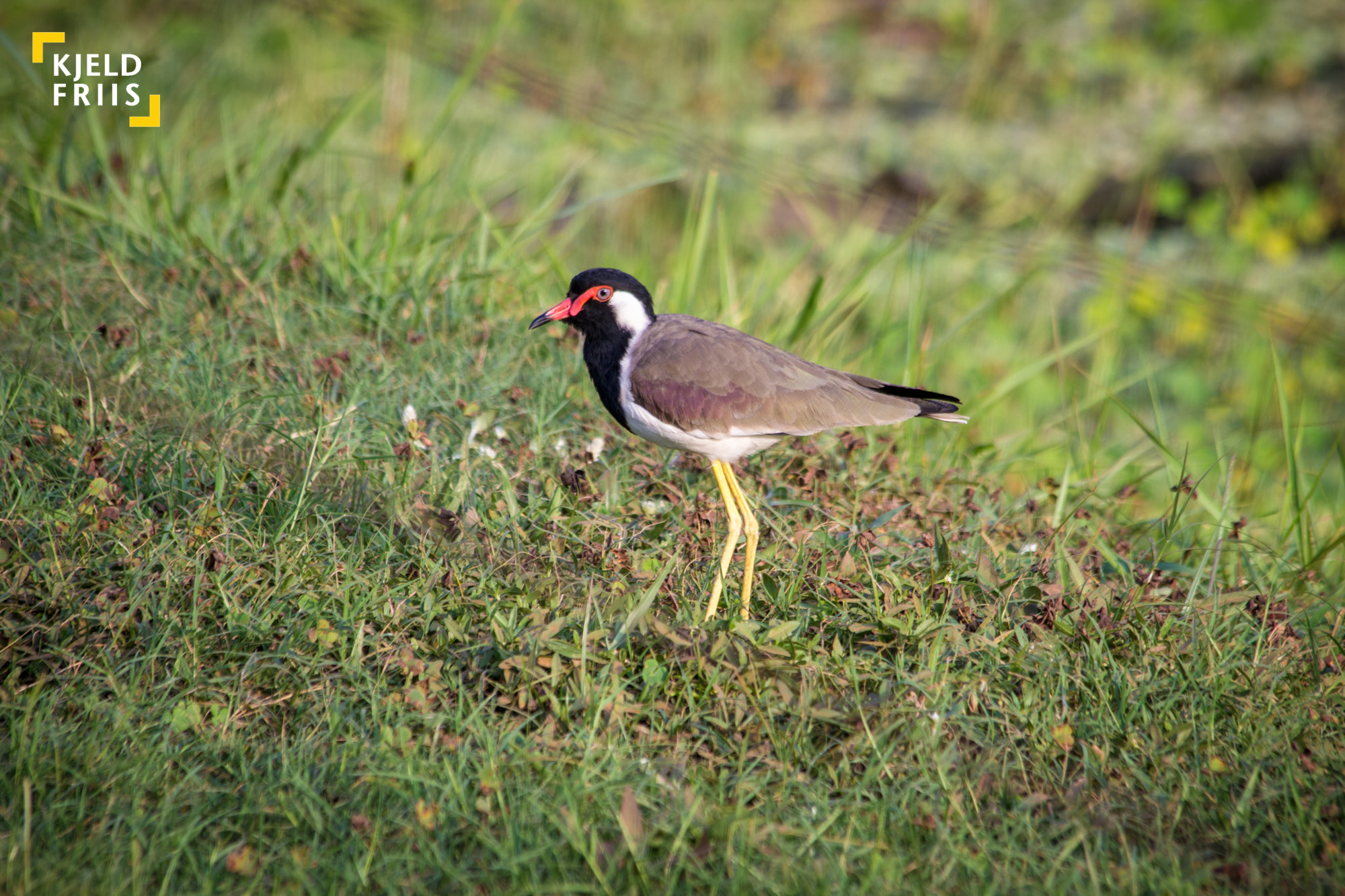 Canon EF 70-300mm F4-5.6 IS USM sample photo. Red-wattled lapwing photography