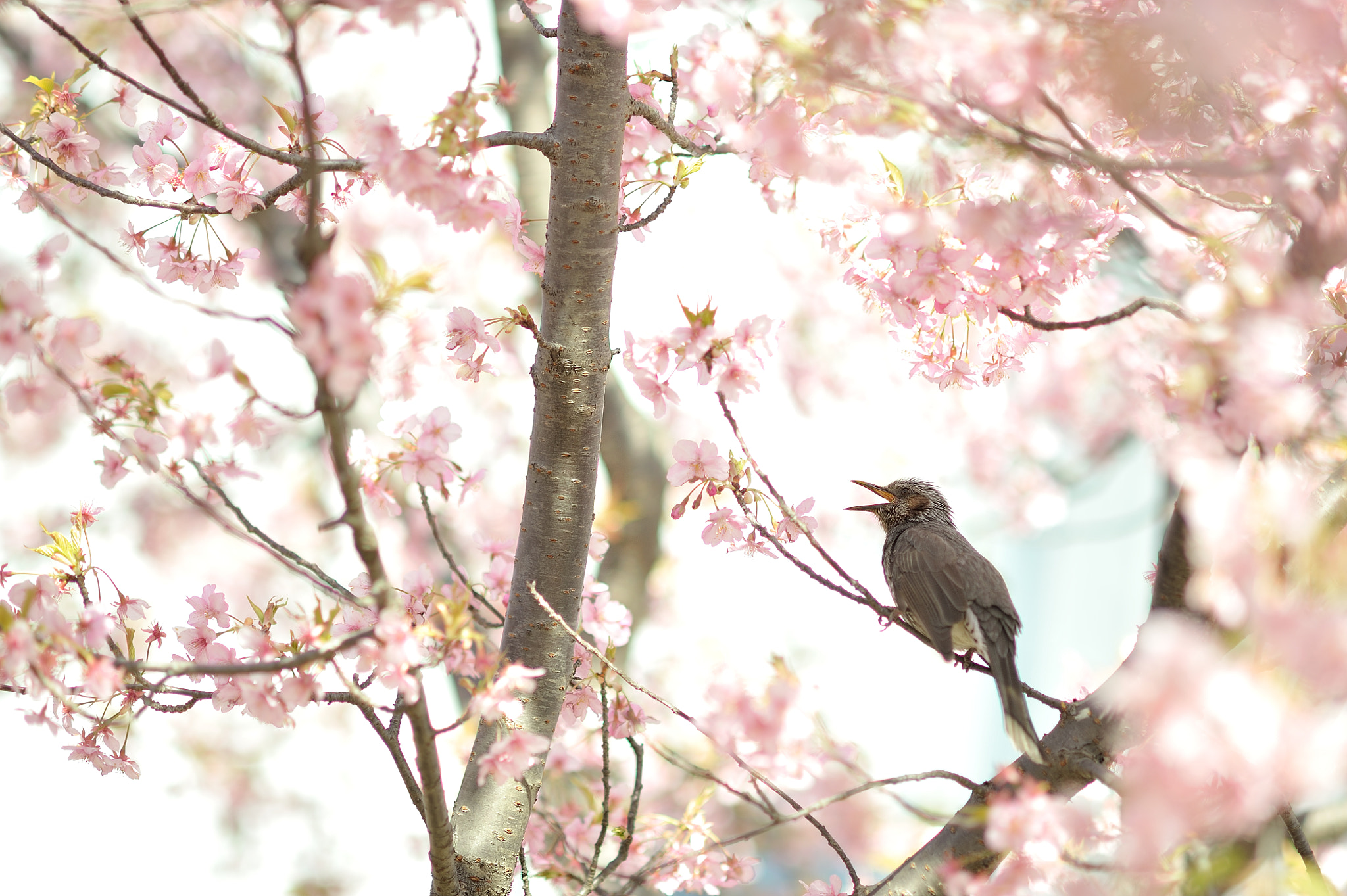 AF DC-Nikkor 135mm f/2D sample photo. First humming photography