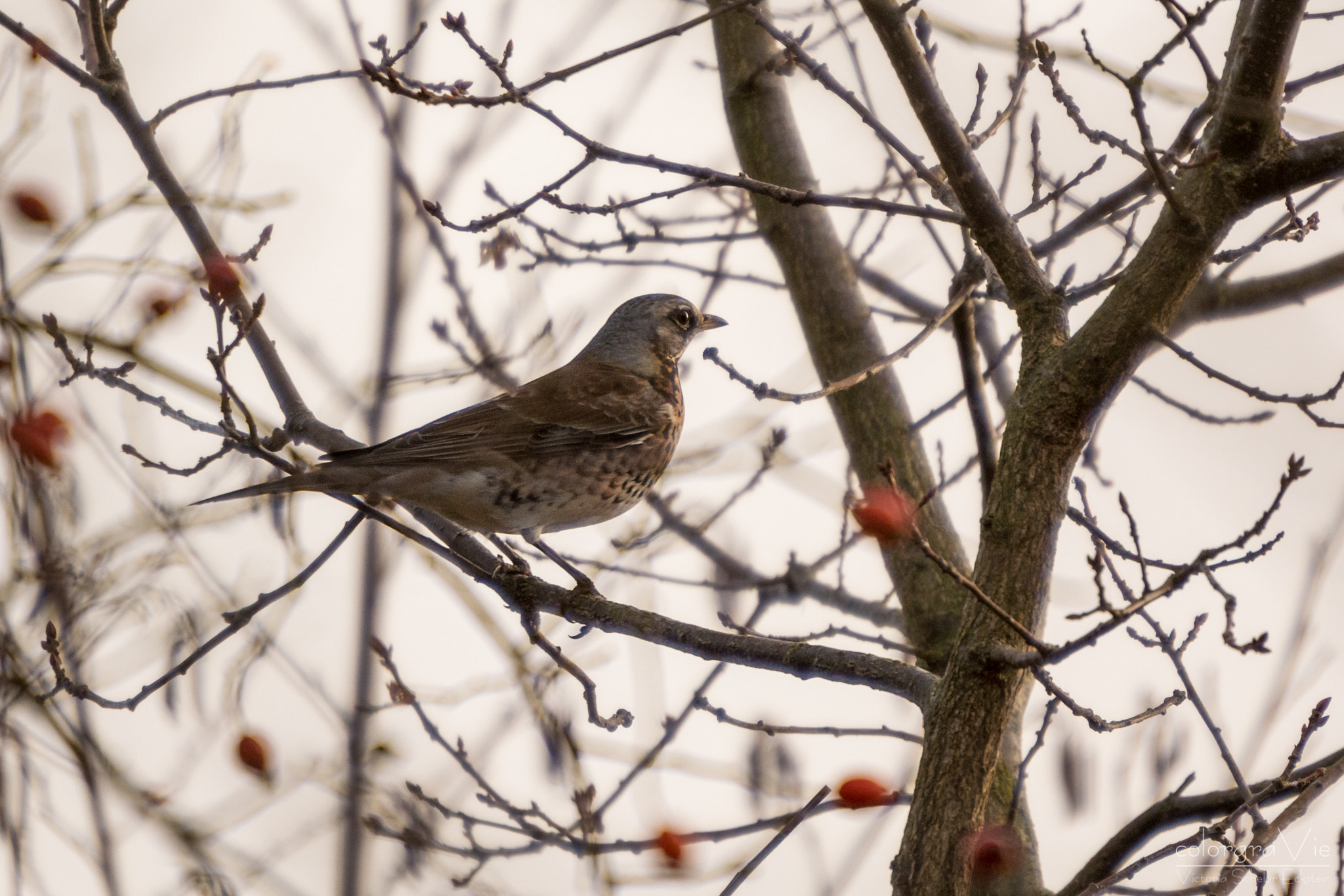 Sigma 70-200mm F2.8 EX DG OS HSM sample photo. Fieldfare i photography