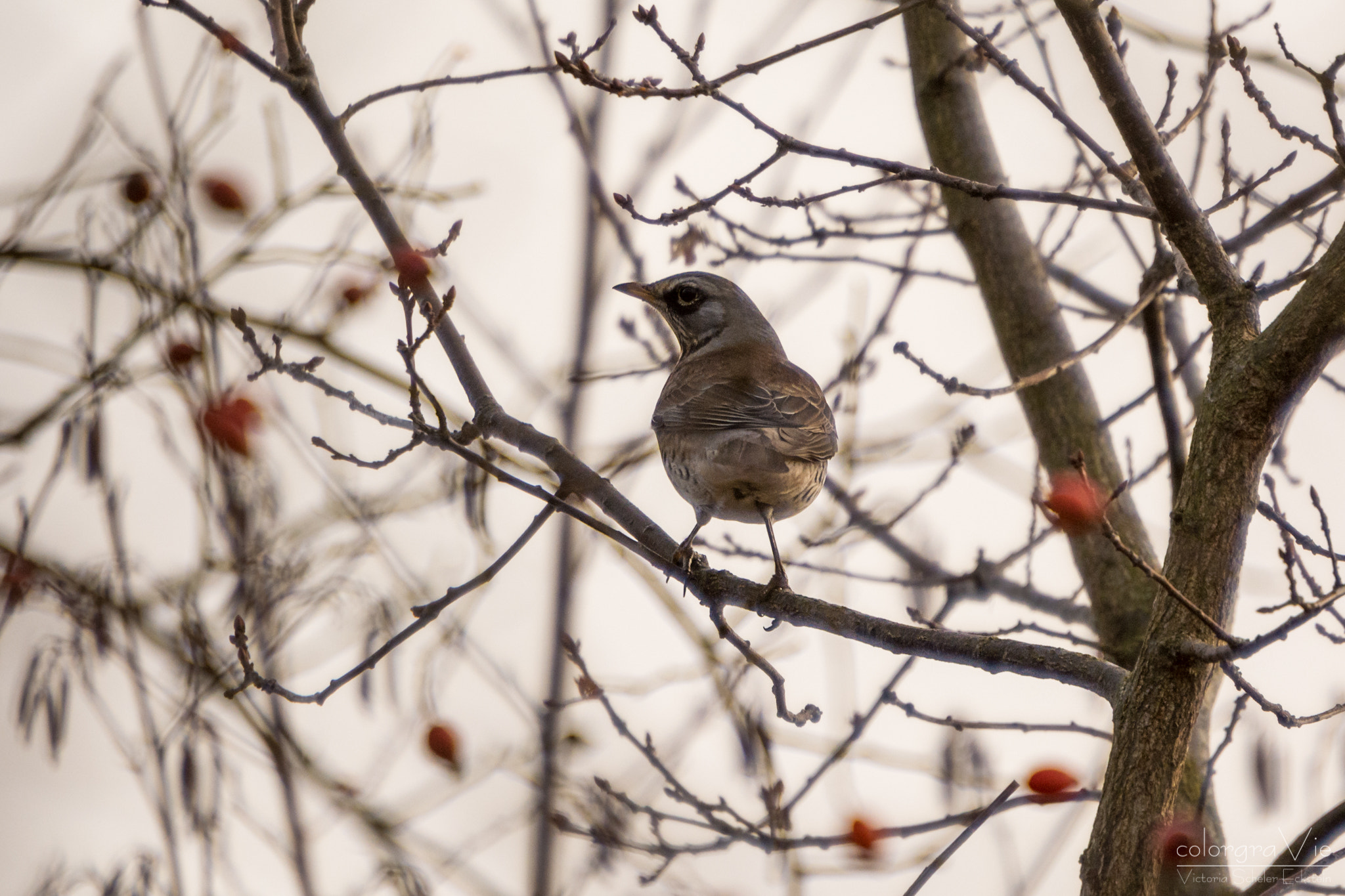 Nikon D5200 + Sigma 70-200mm F2.8 EX DG OS HSM sample photo. Fieldfare ii photography