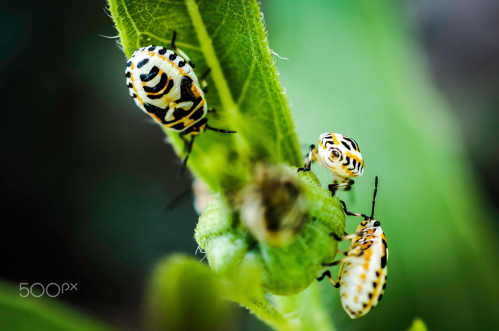 Sony SLT-A57 sample photo. Bugs ! photography