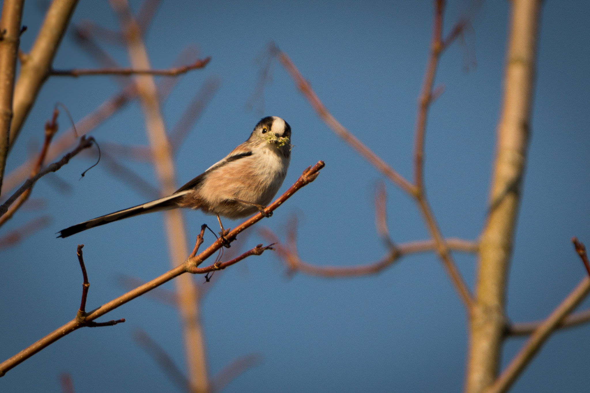 Tamron SP 150-600mm F5-6.3 Di VC USD sample photo. Mésange à longue queue-long-tailed tit photography