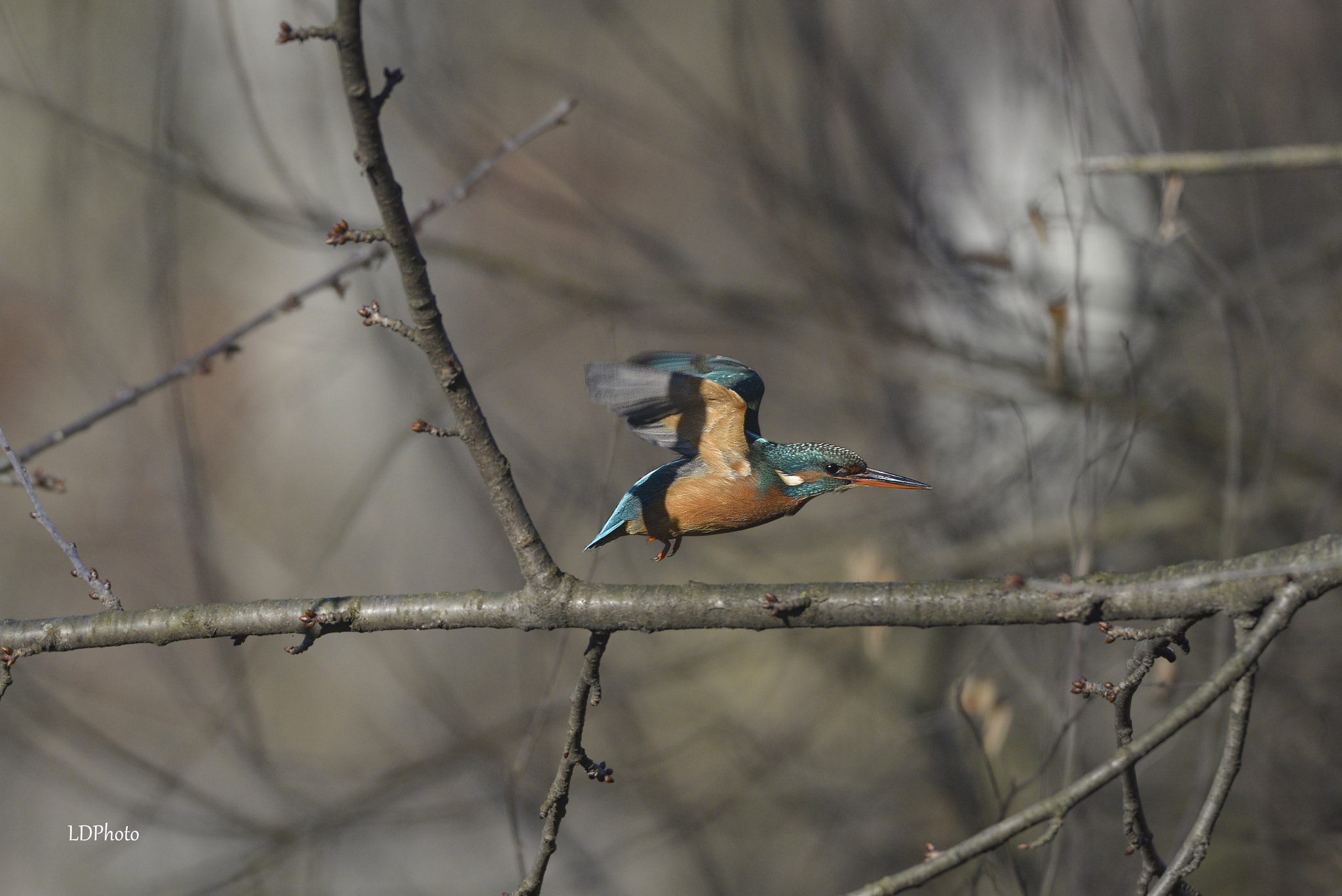 Nikon D610 sample photo. Kingfisher photography