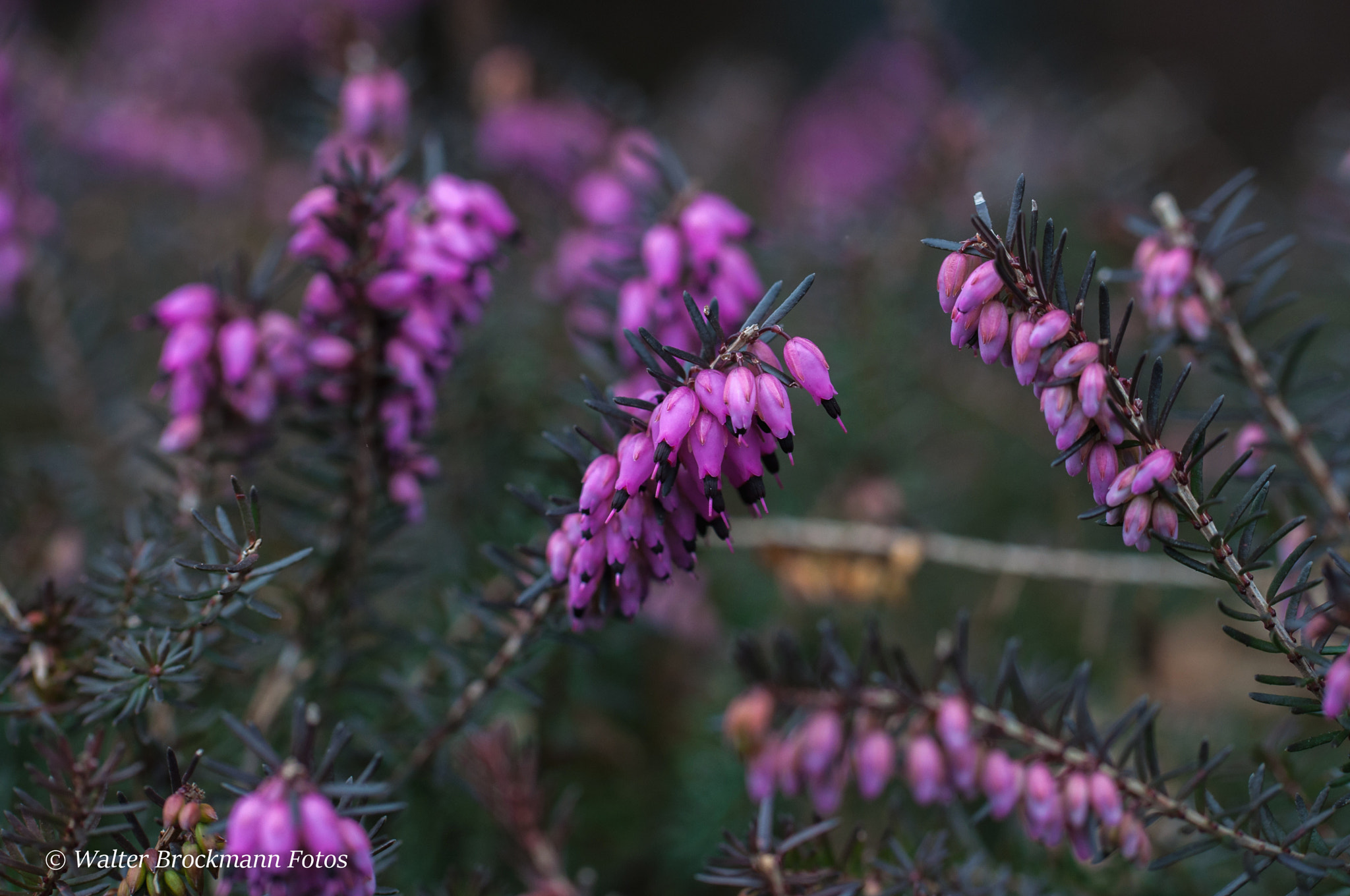 Nikon D5000 sample photo. Tamron 60mm 2.0 macro photography