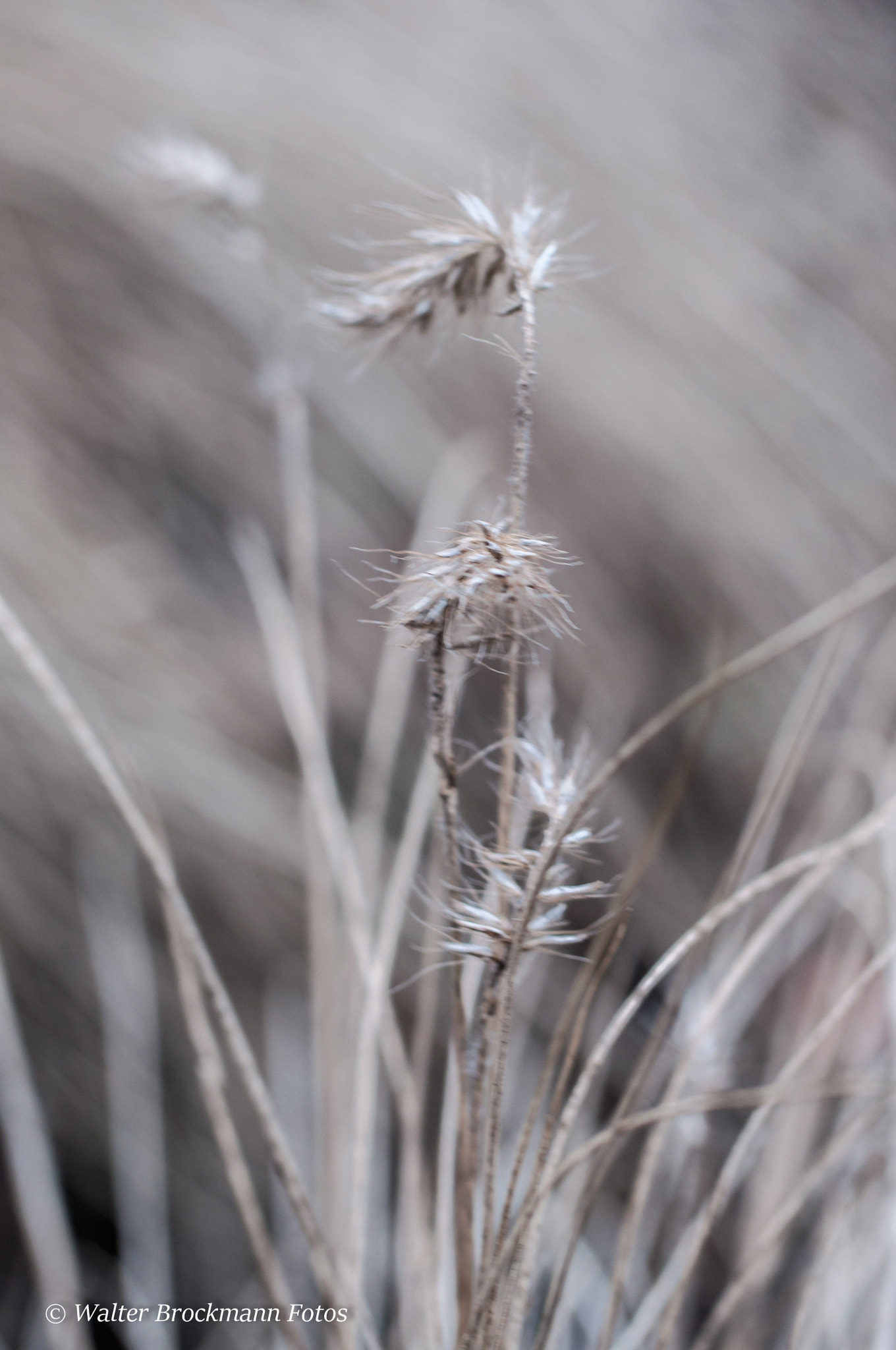 Nikon D5000 sample photo. Tamron 60mm 2.0 macro photography