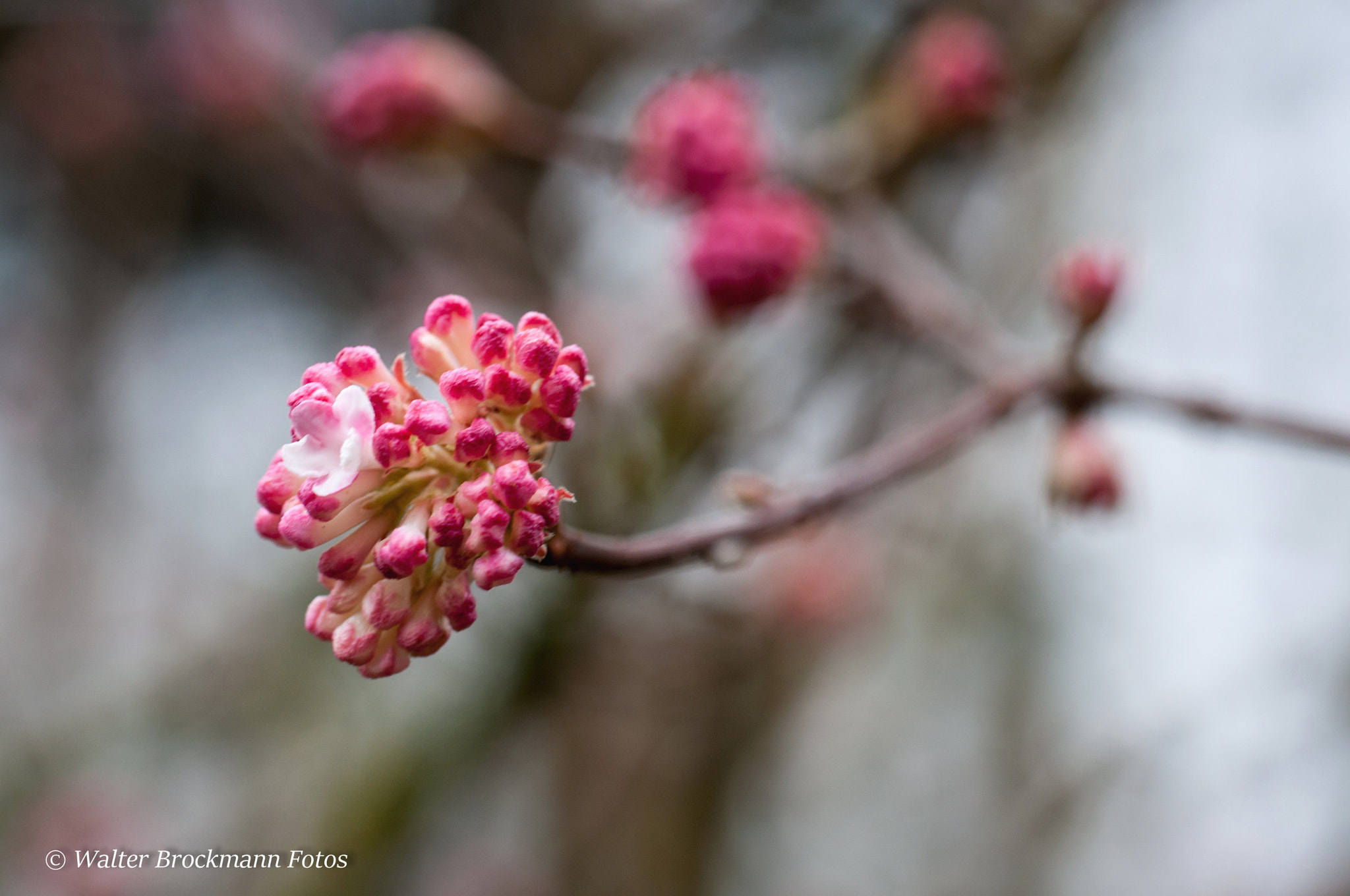 Nikon D5000 sample photo. Tamron 60mm 2.0 macro photography