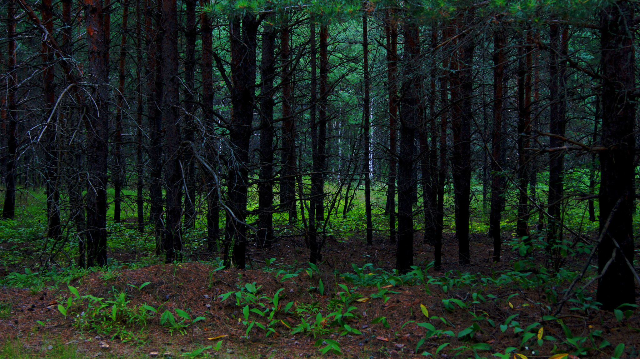 Sony Alpha DSLR-A550 sample photo. Forest near radovitsy, moscow region, russia. photography
