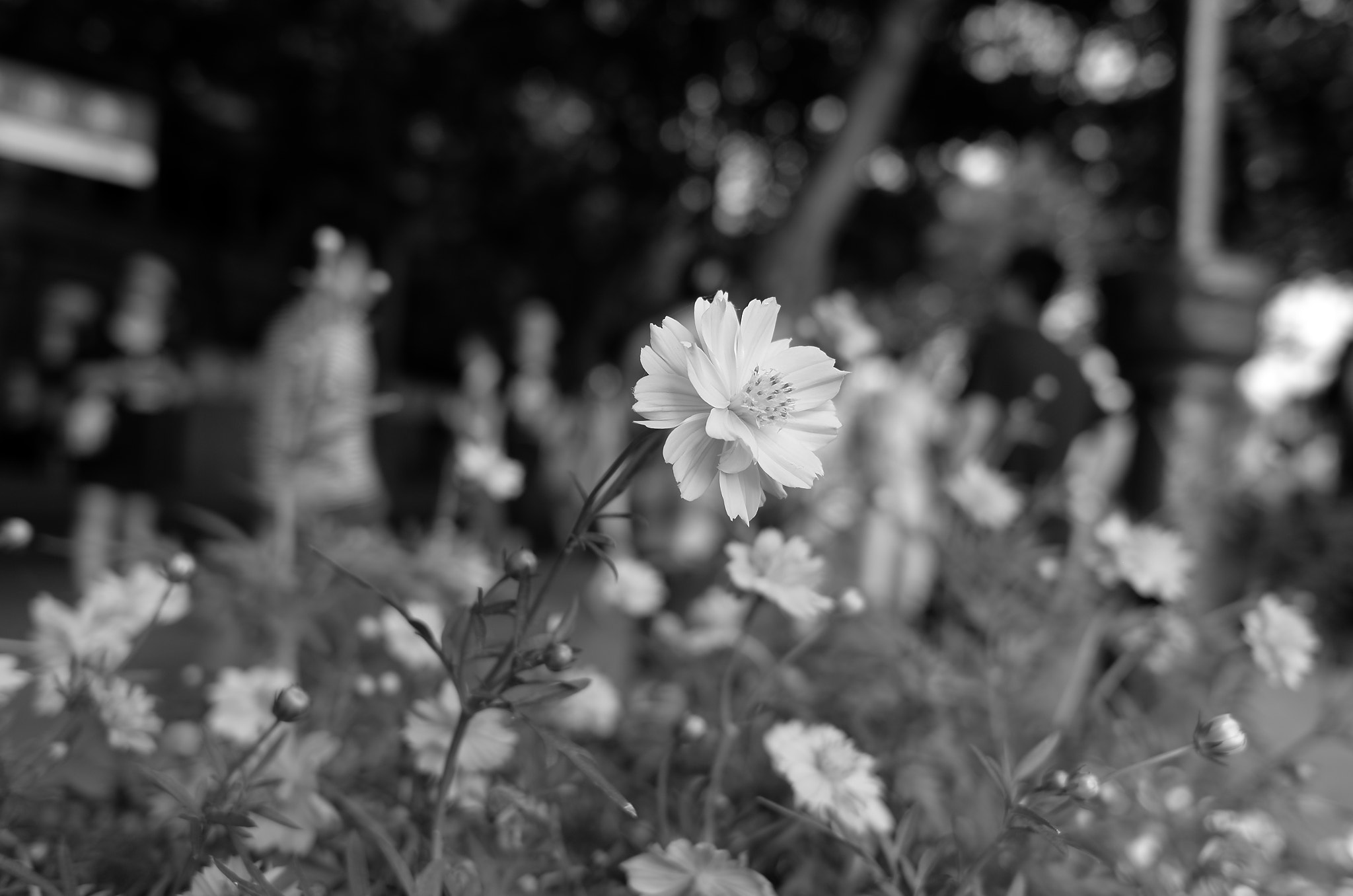 Leica X-E (TYP 102) sample photo
