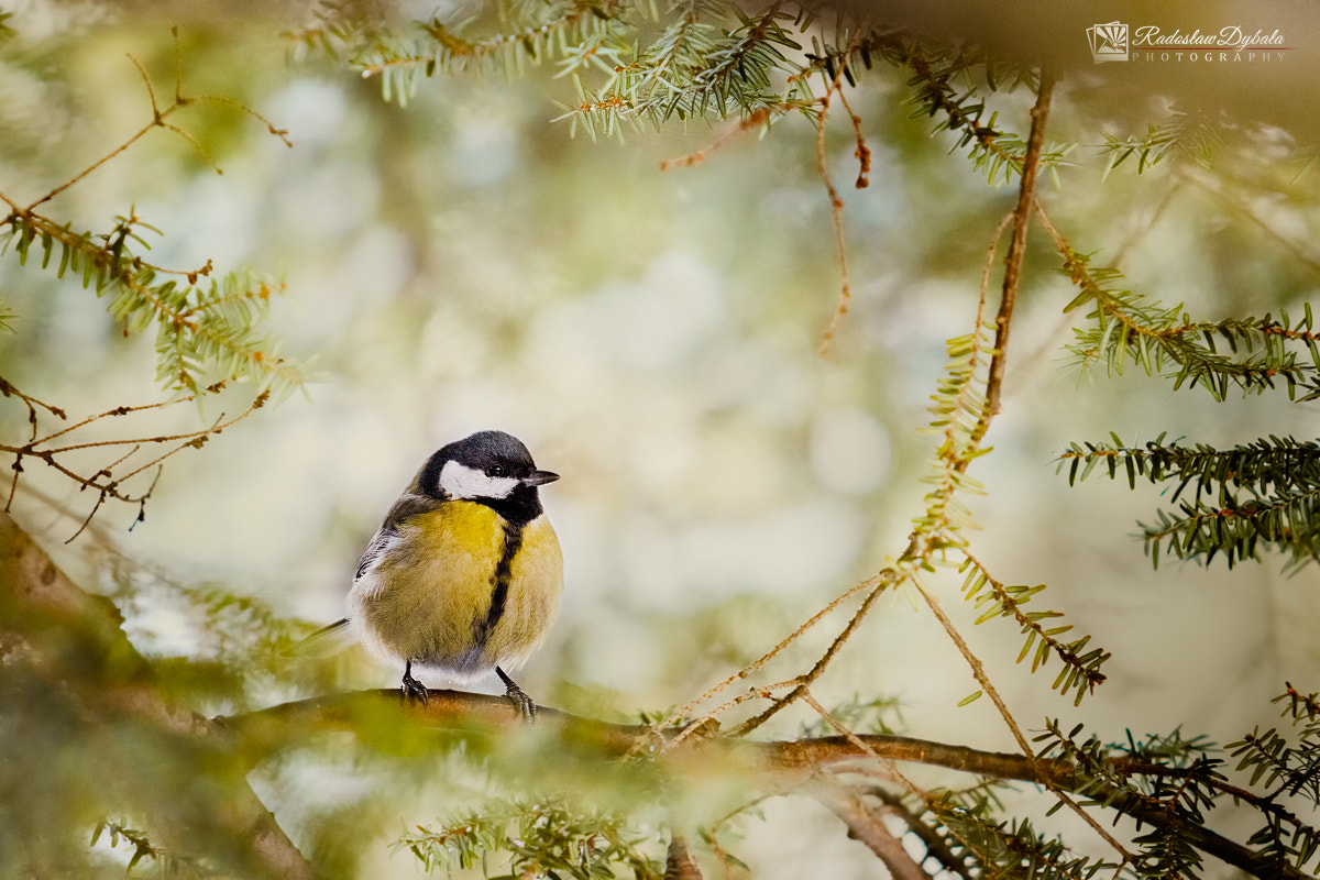 Canon EF 70-200mm F2.8L USM sample photo. Bird photography