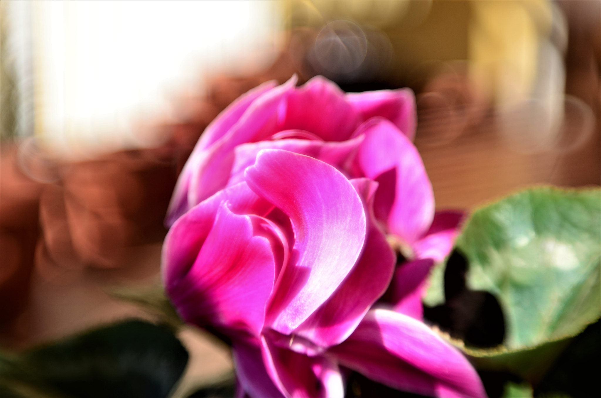 Manual Lens No CPU sample photo. Primavera photography