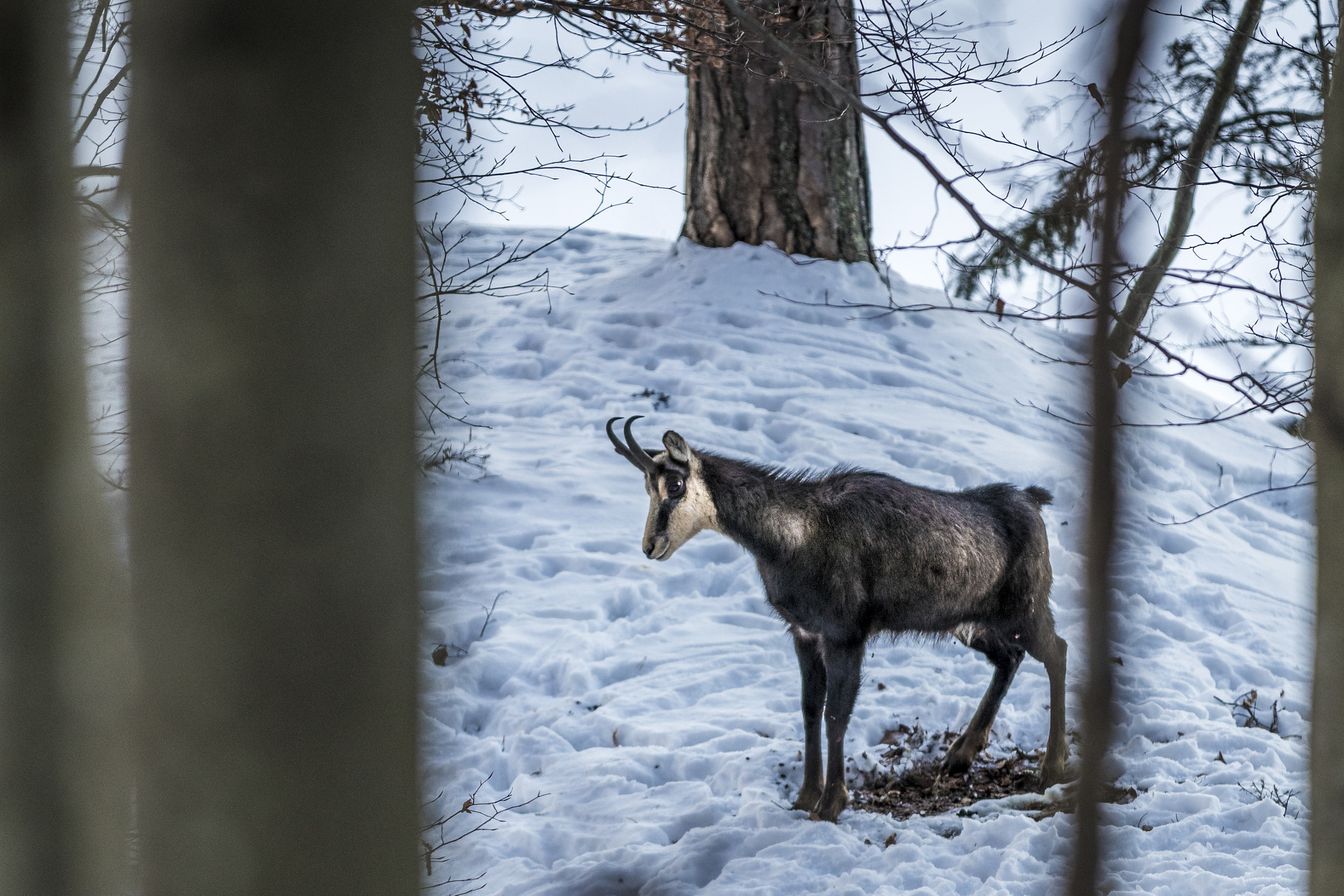 Canon EF 70-200mm F2.8L IS II USM sample photo. Chamois photography