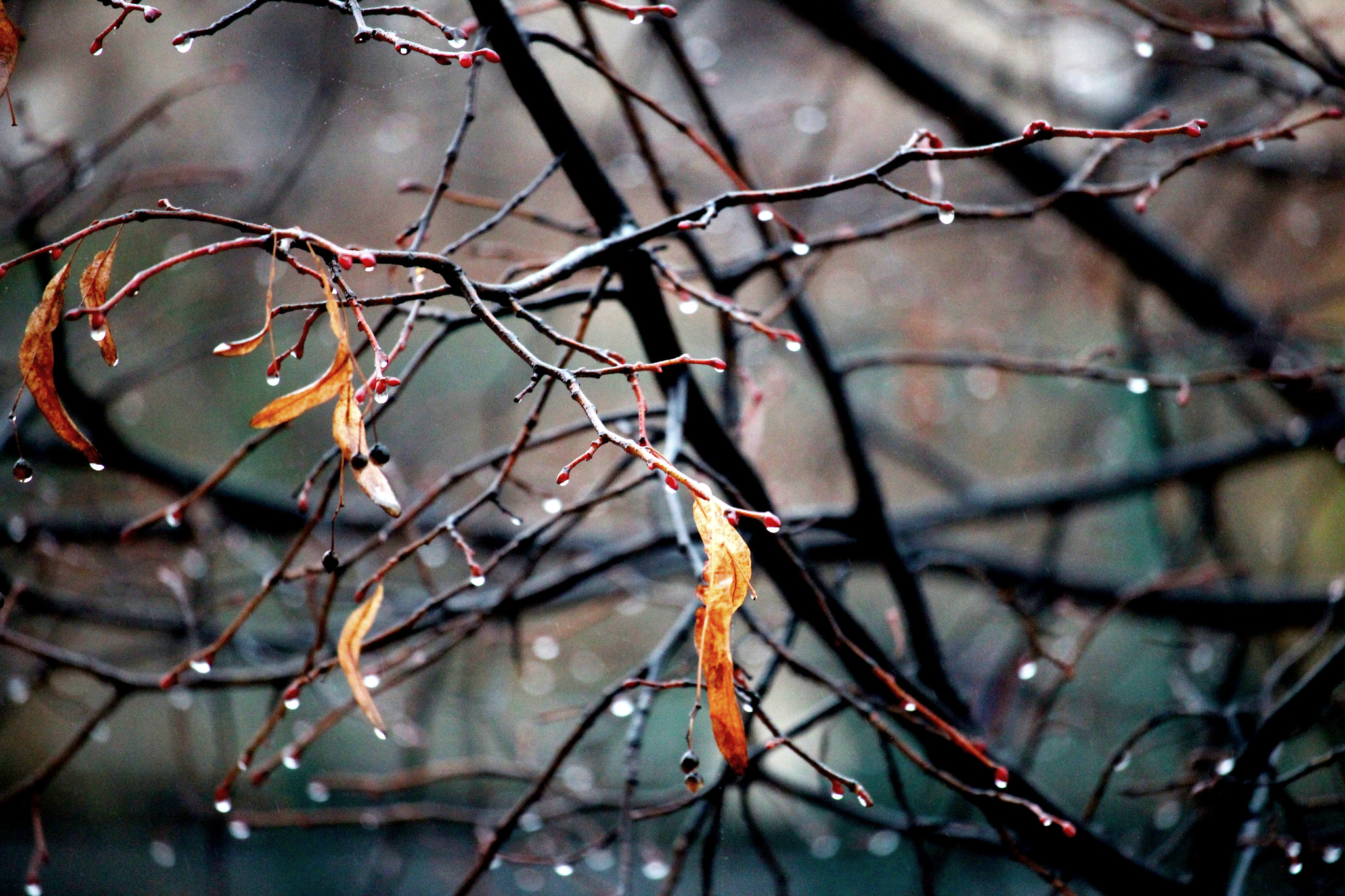 Canon EF-S 55-250mm F4-5.6 IS STM sample photo. ! herbst photography