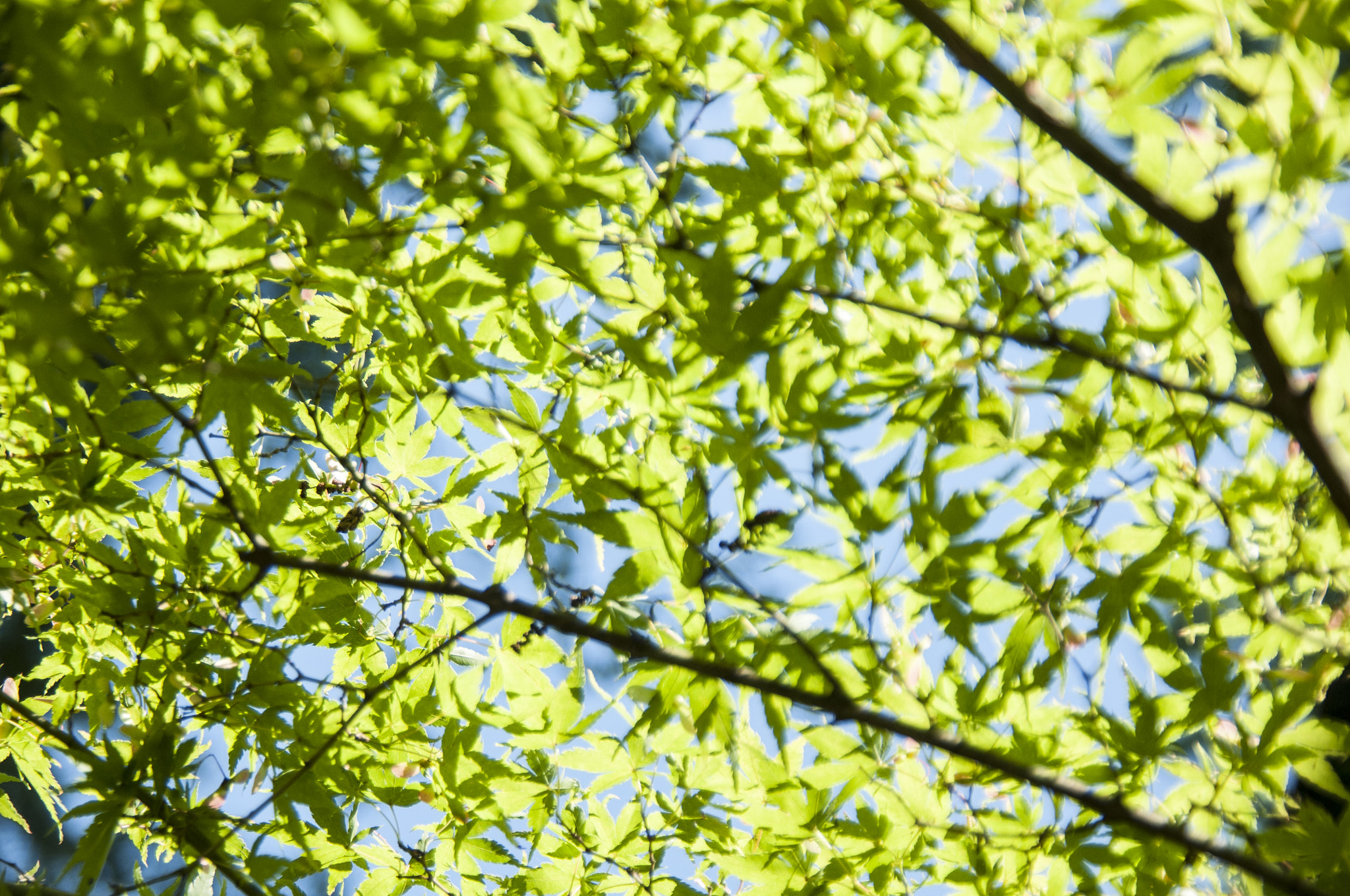 Nikon D300S sample photo. Foliage photography