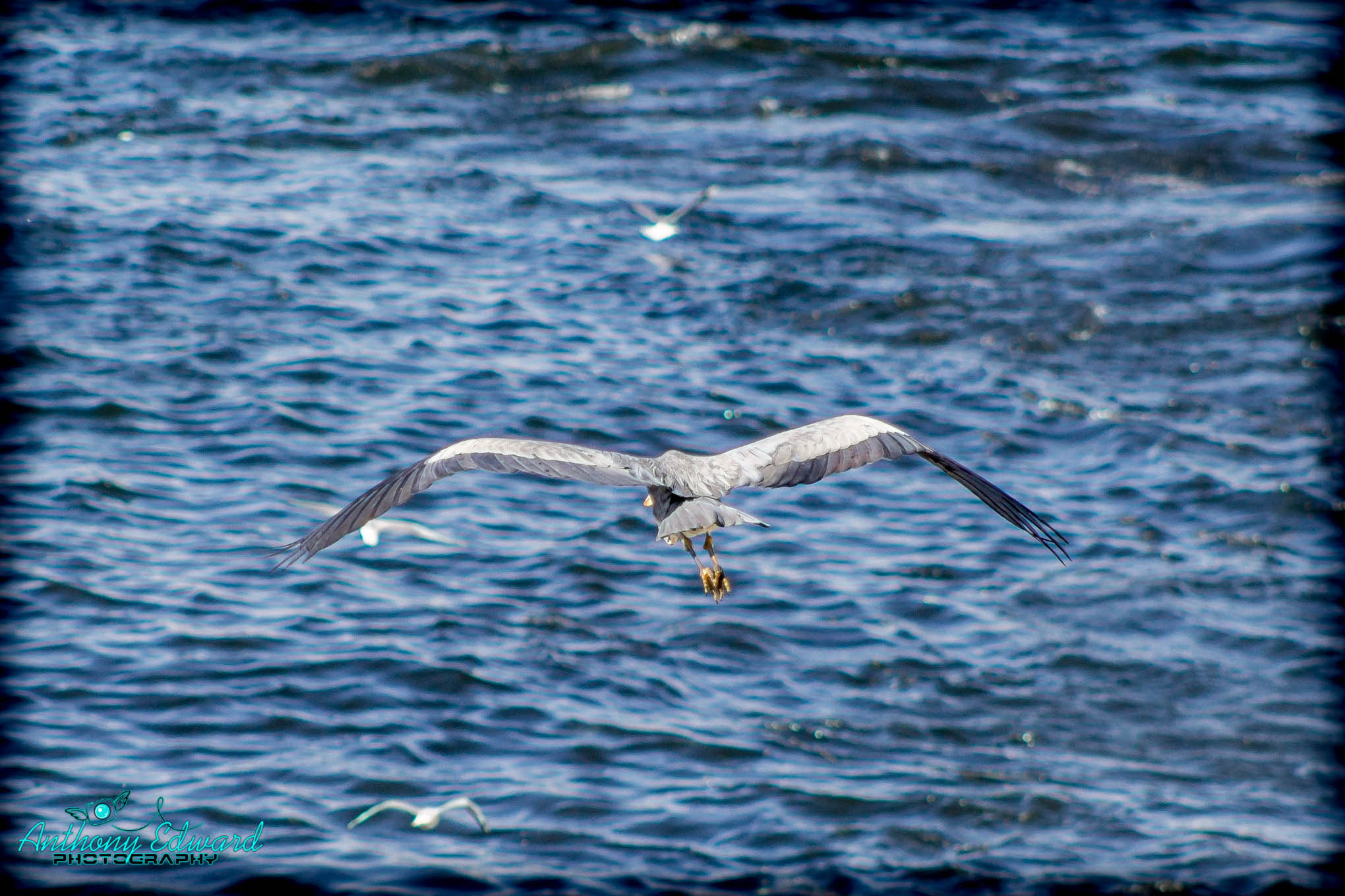 Canon EOS 700D (EOS Rebel T5i / EOS Kiss X7i) + EF75-300mm f/4-5.6 sample photo. The great  heron photography