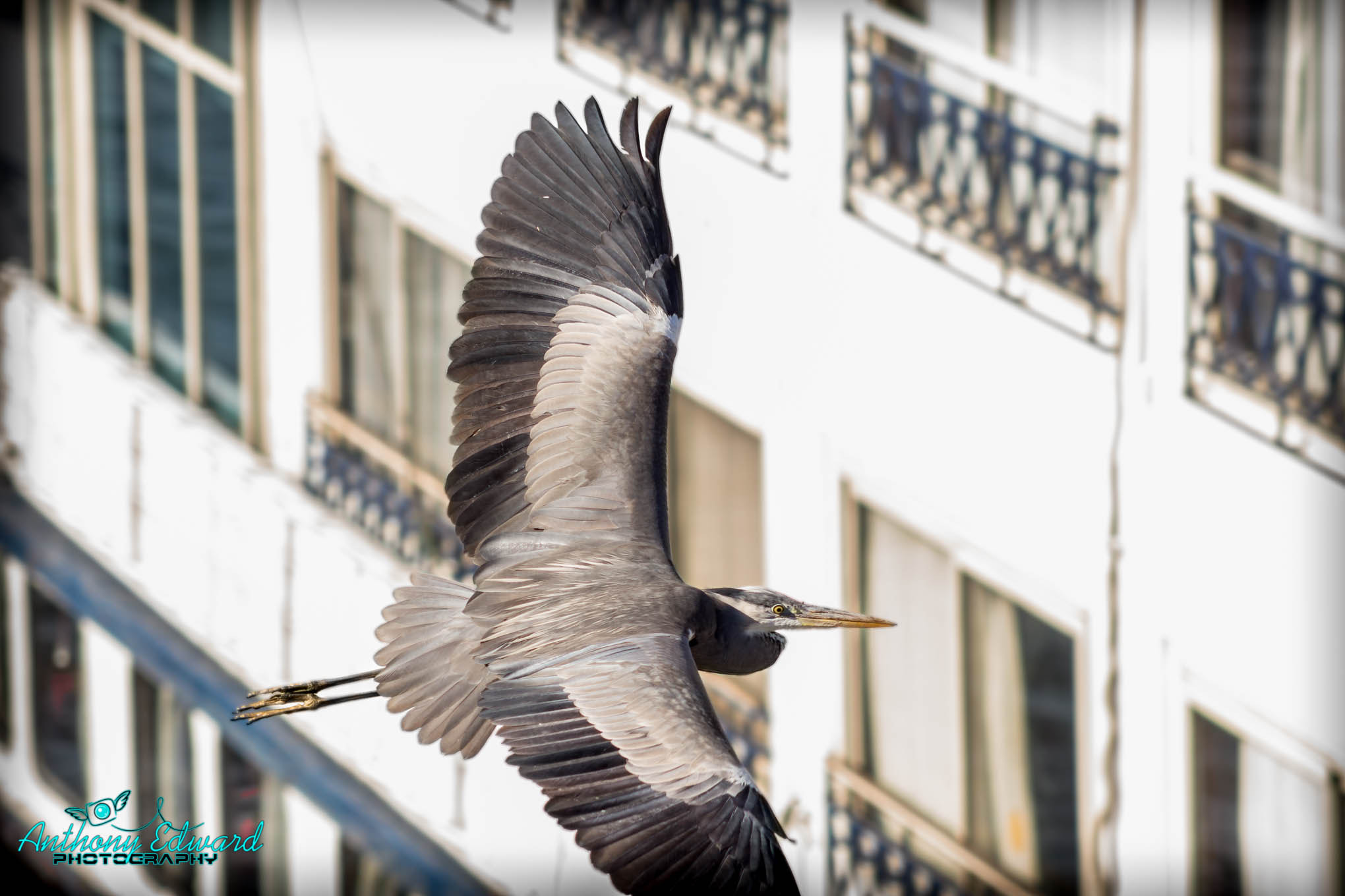 Canon EOS 700D (EOS Rebel T5i / EOS Kiss X7i) + EF75-300mm f/4-5.6 sample photo. The great  heron photography