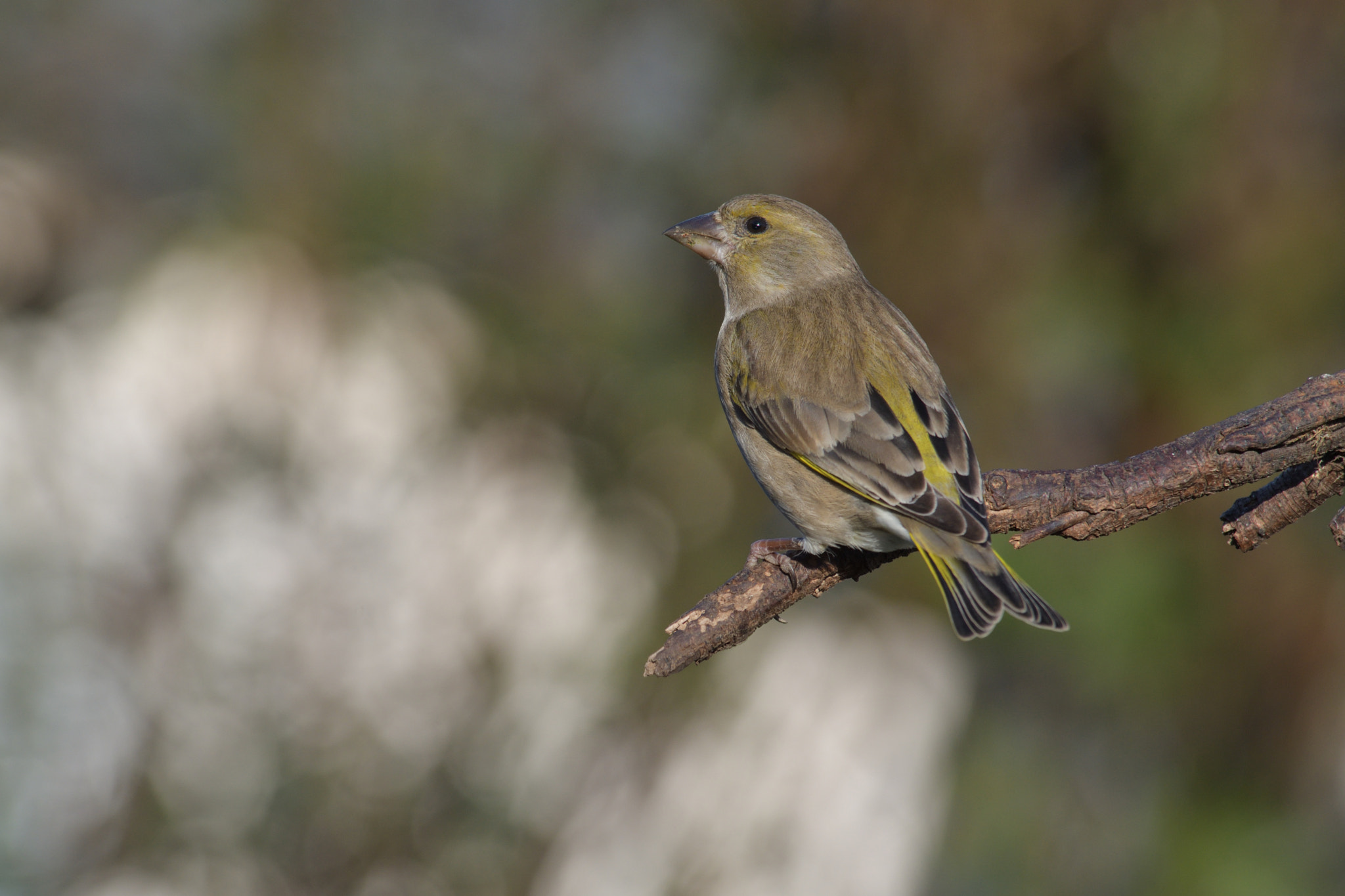 Nikon D500 sample photo. Verdier d'europe photography